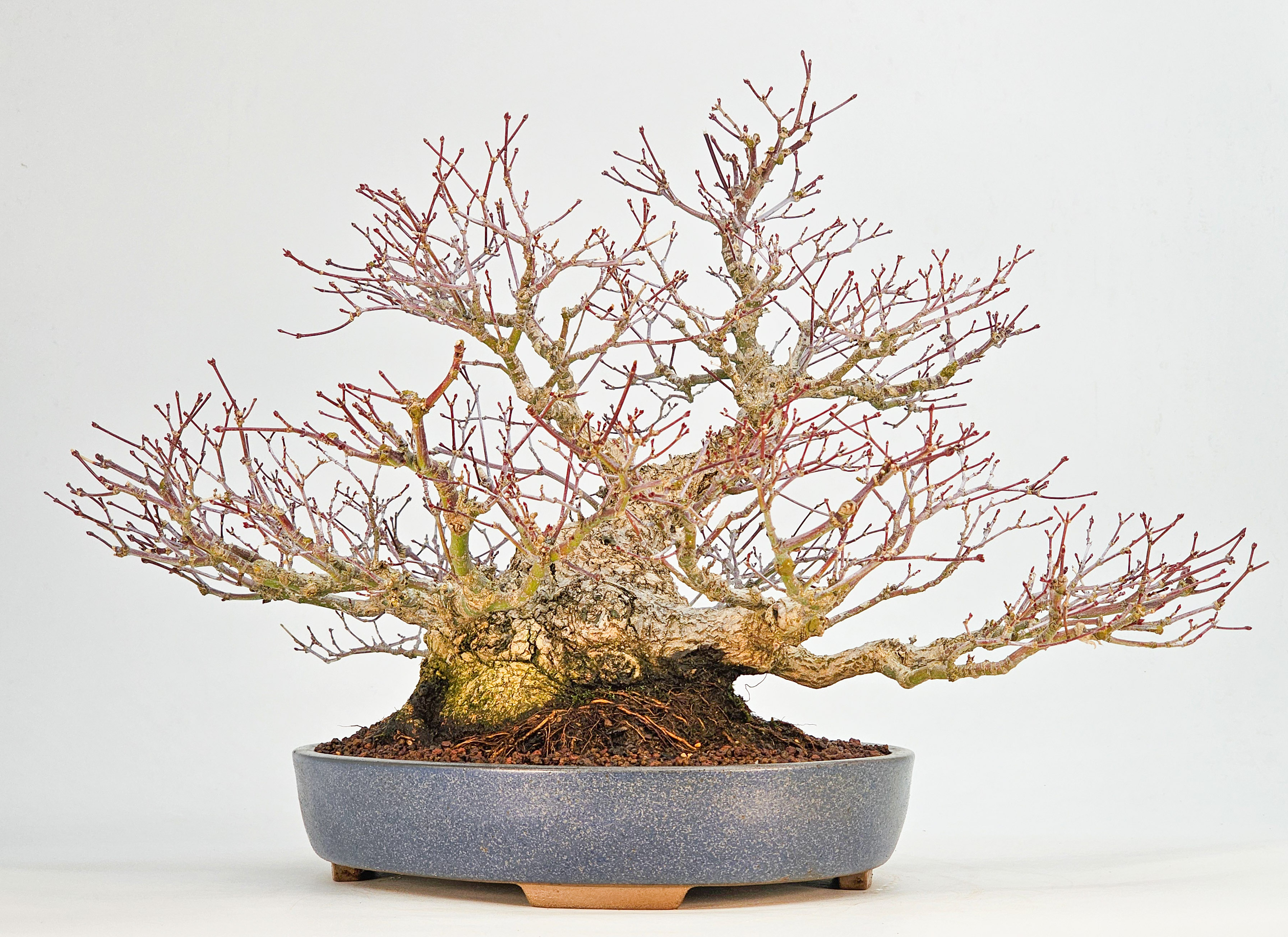 Bonsai Premium  Fächerahorn - Acer palmatum Shohin 25cm
