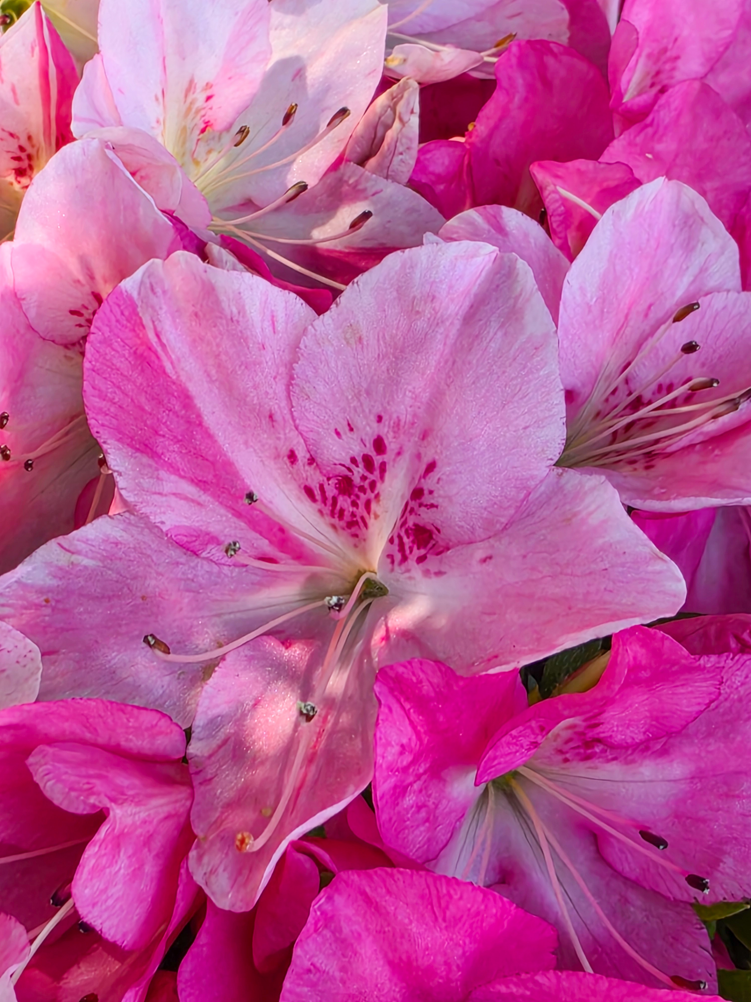 Bonsai Premium Azalee -  Rhododendron indicum Jyukou 40cm Video!!