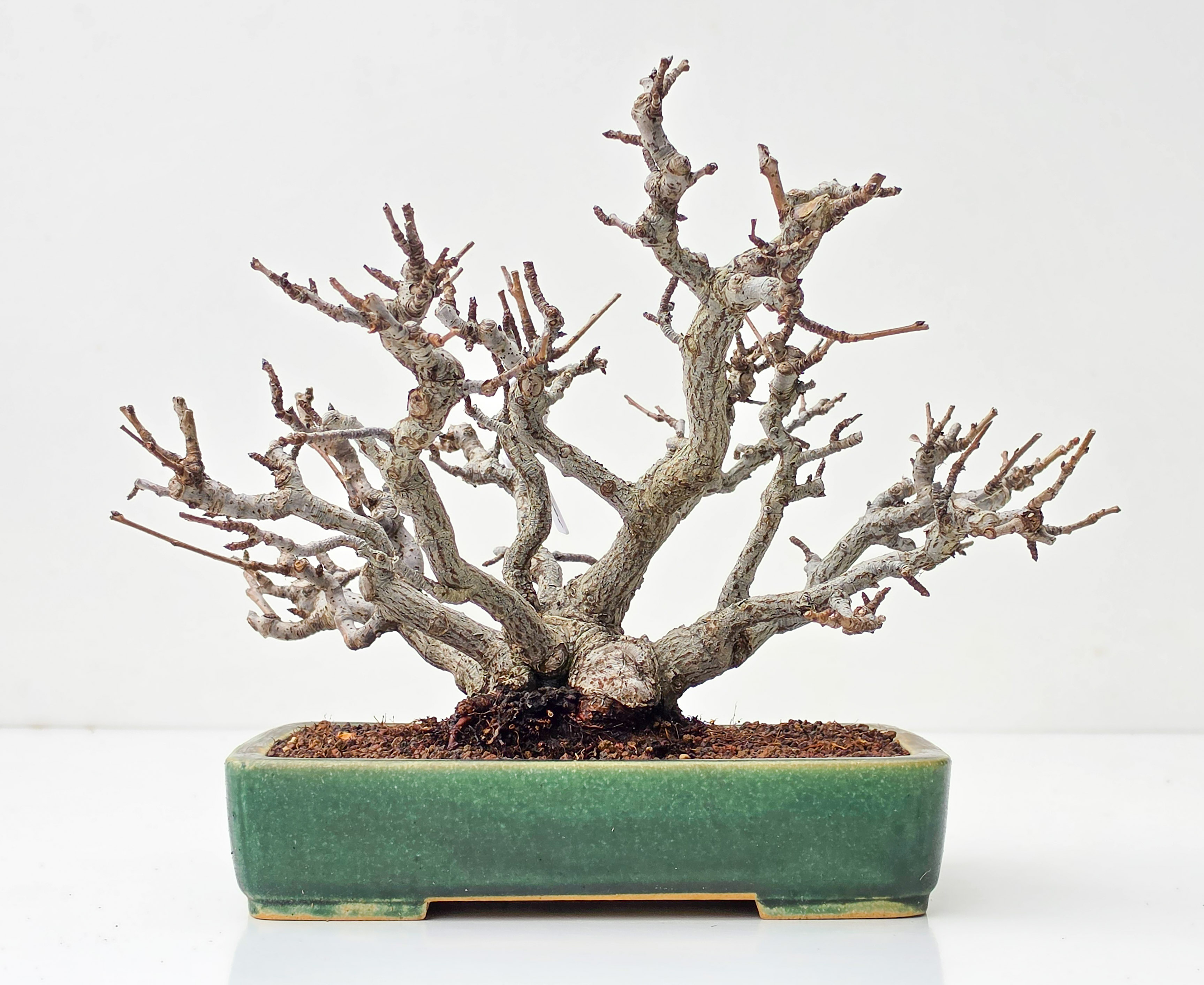 Bonsai Glanzmispel - Pourthiaea Villosa 22cm