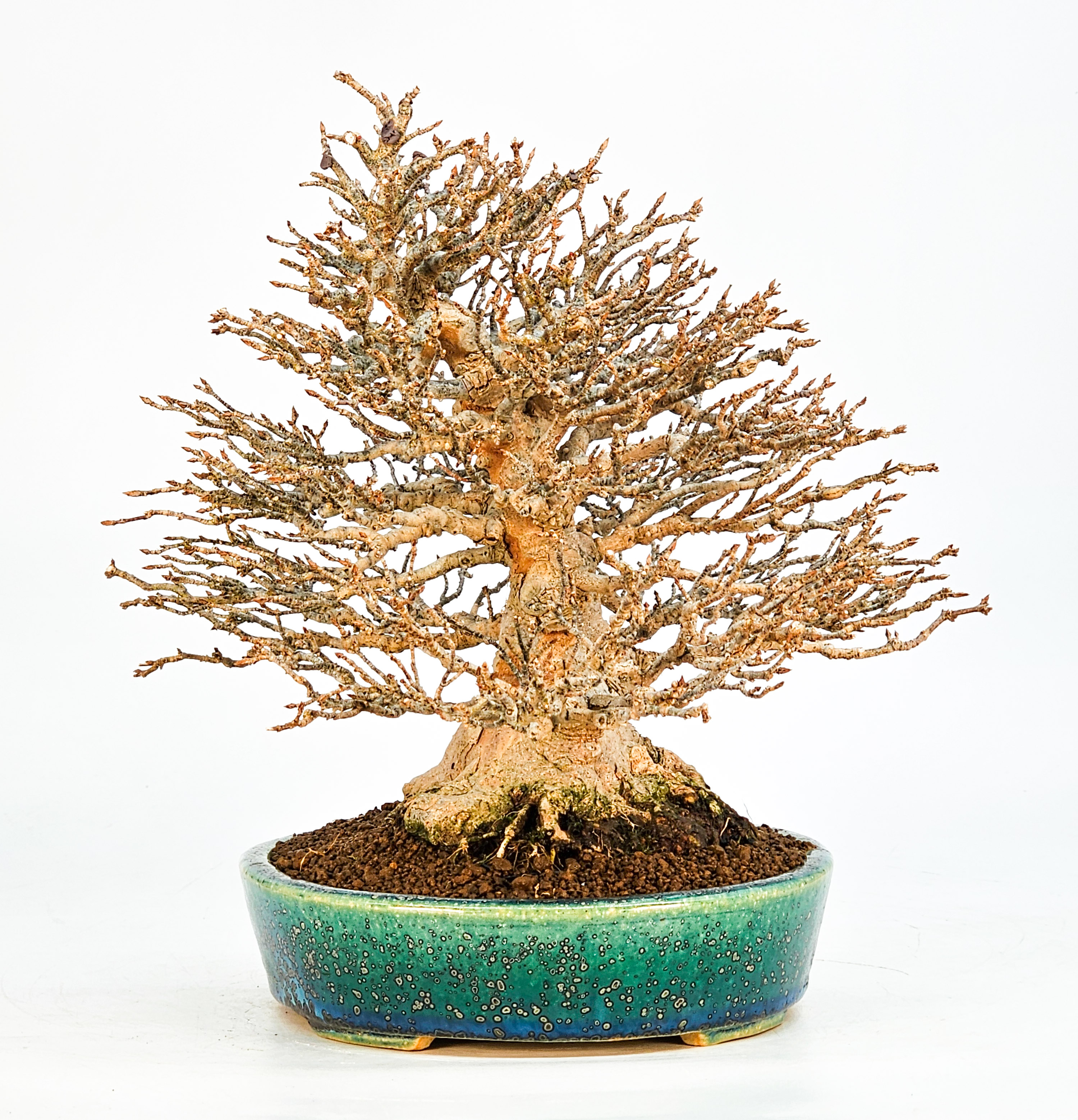 Bonsai Dreispitzahorn - Acer buergerianum 21cm Bonsai Dreispitzahorn - Acer buergerianum 21cm