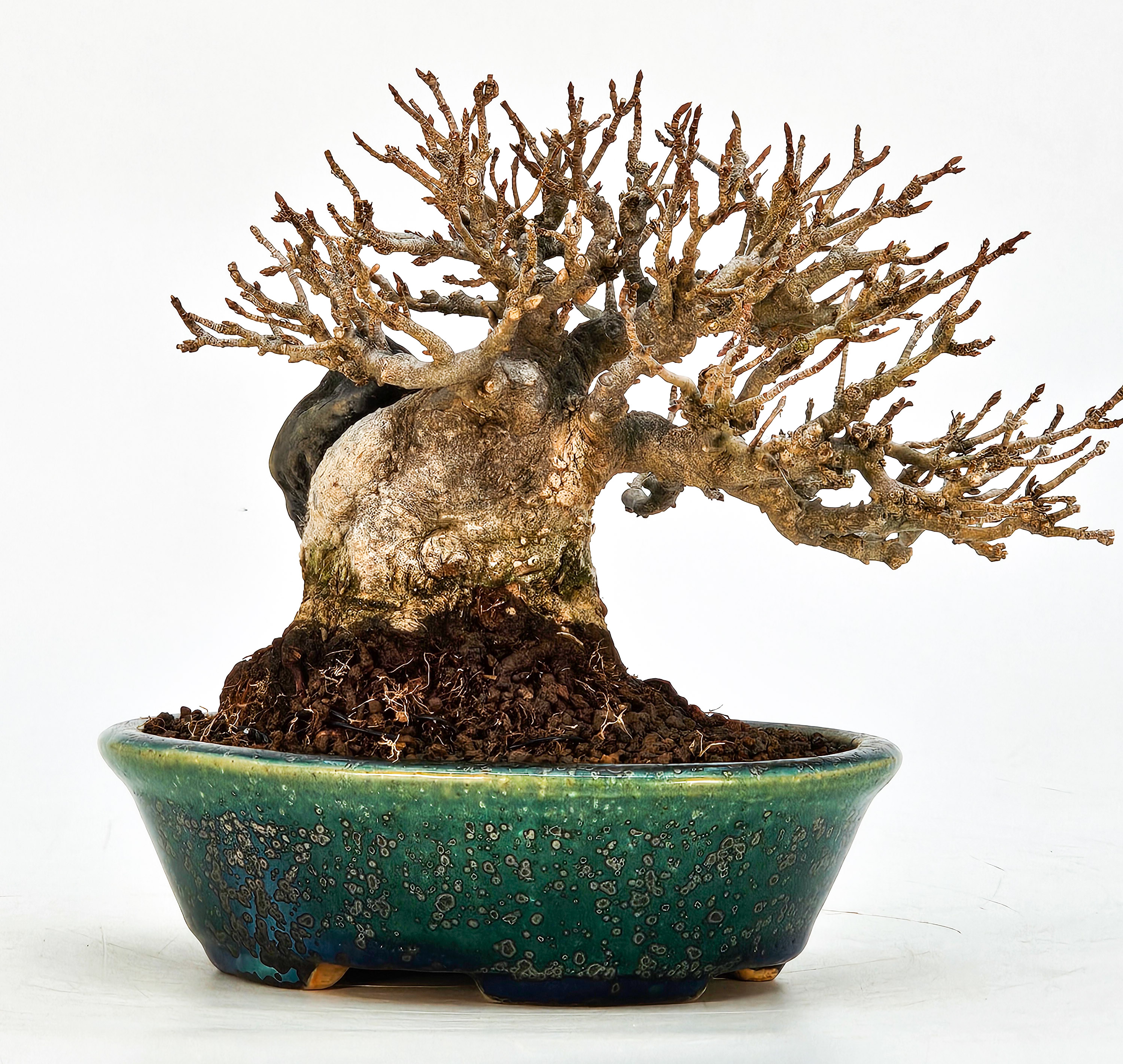 Bonsai Dreispitzahorn - Acer buergerianum Ishizuki Shohin 11cm