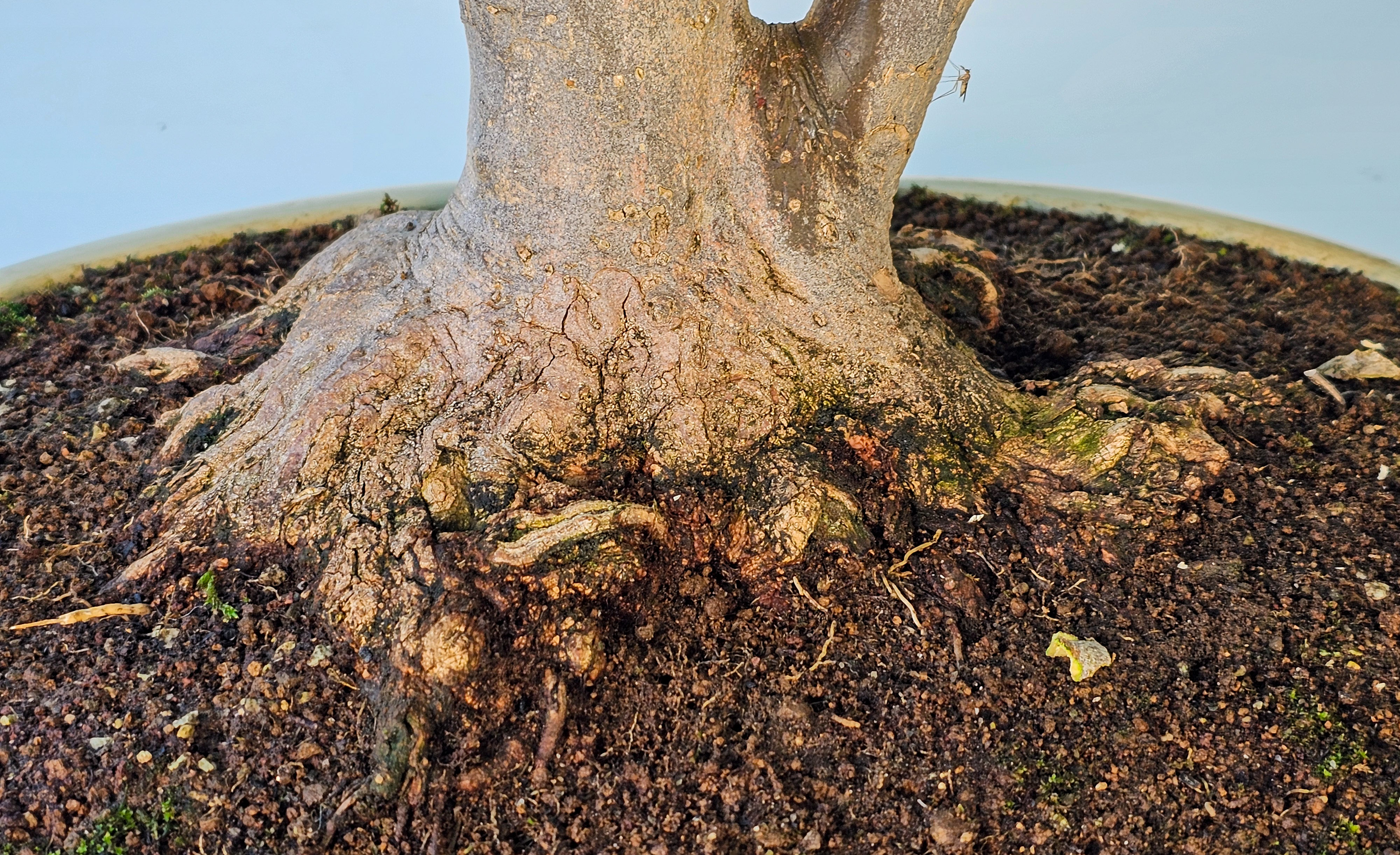 Bonsai Dreispitzahorn - Acer buergerianum 62cm