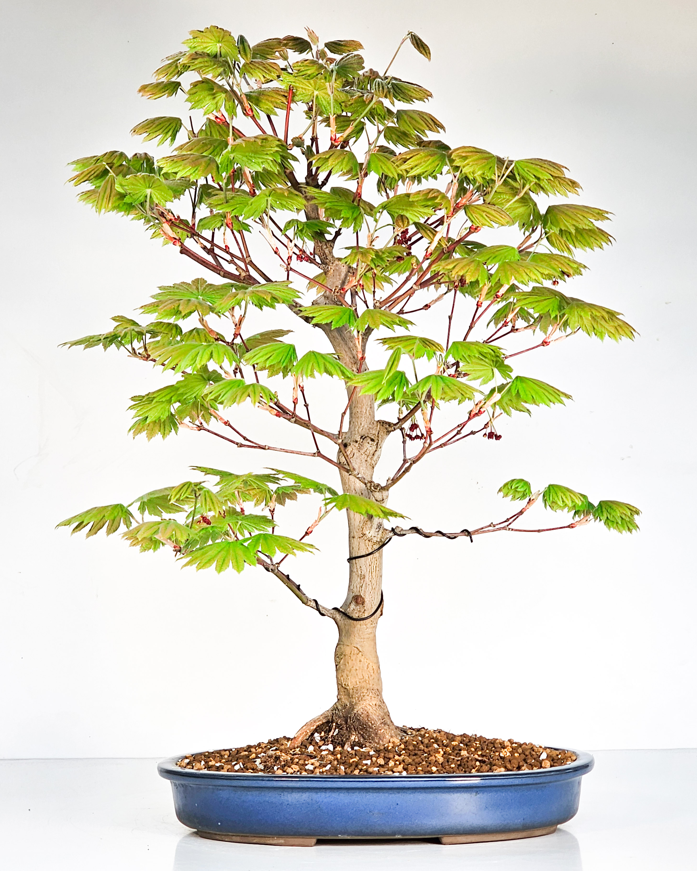 Bonsai Japanischer Ahorn - Acer japonicum 57cm 