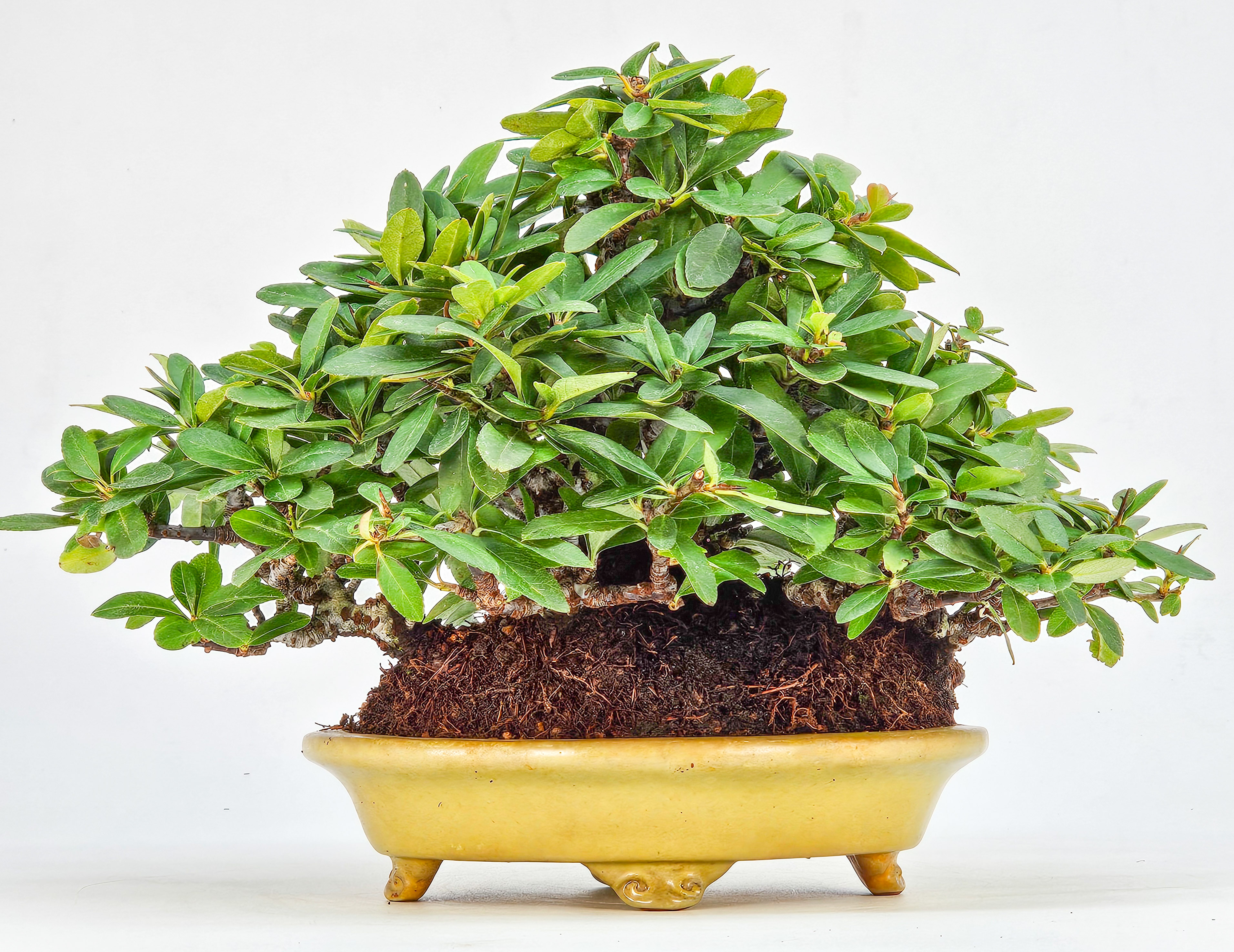 Bonsai Feuerdorn - Pyracantha Shohin 15cm 