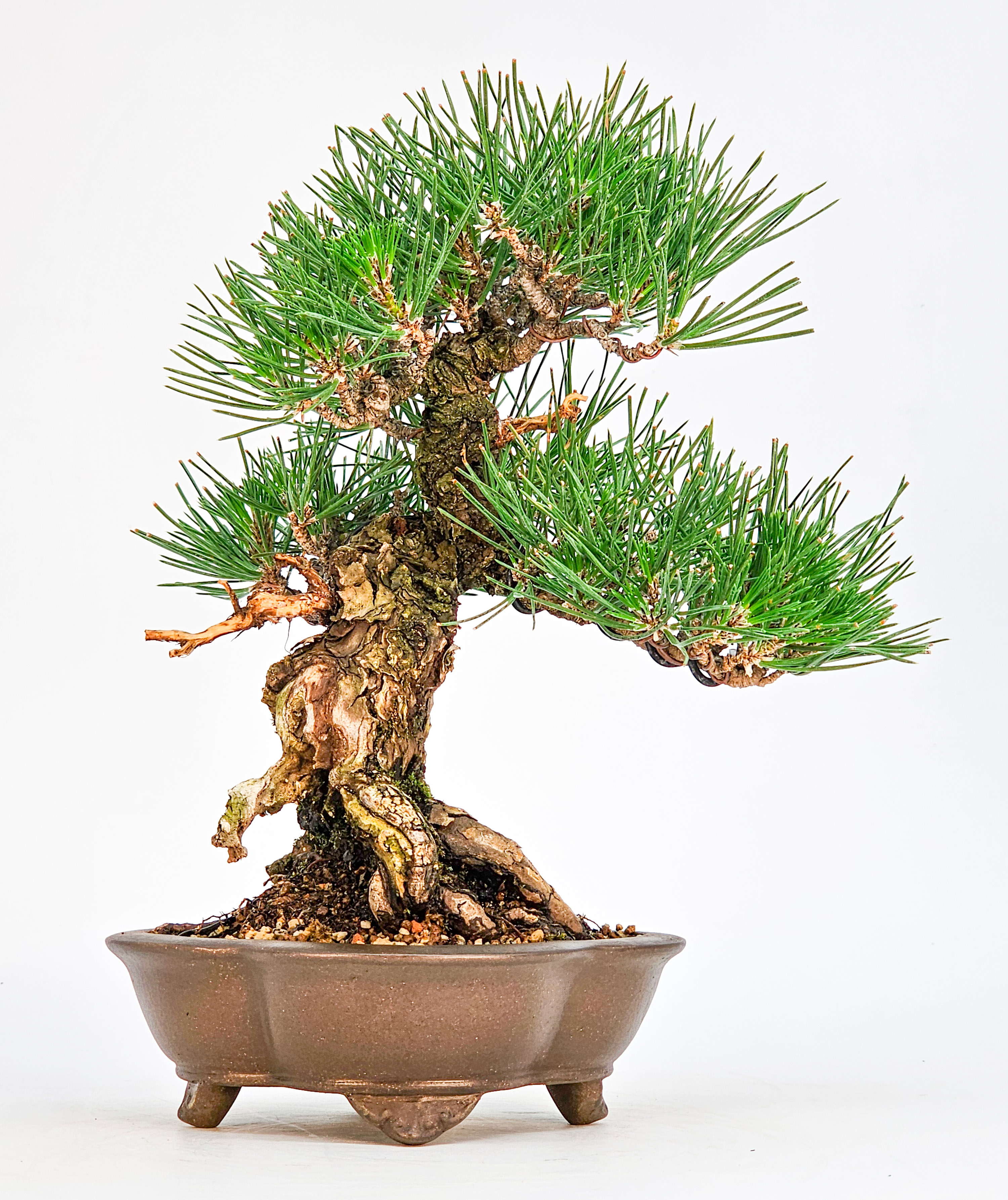 Bonsai Schwarzkiefer - Pinus thunbergii Shohin 21cm