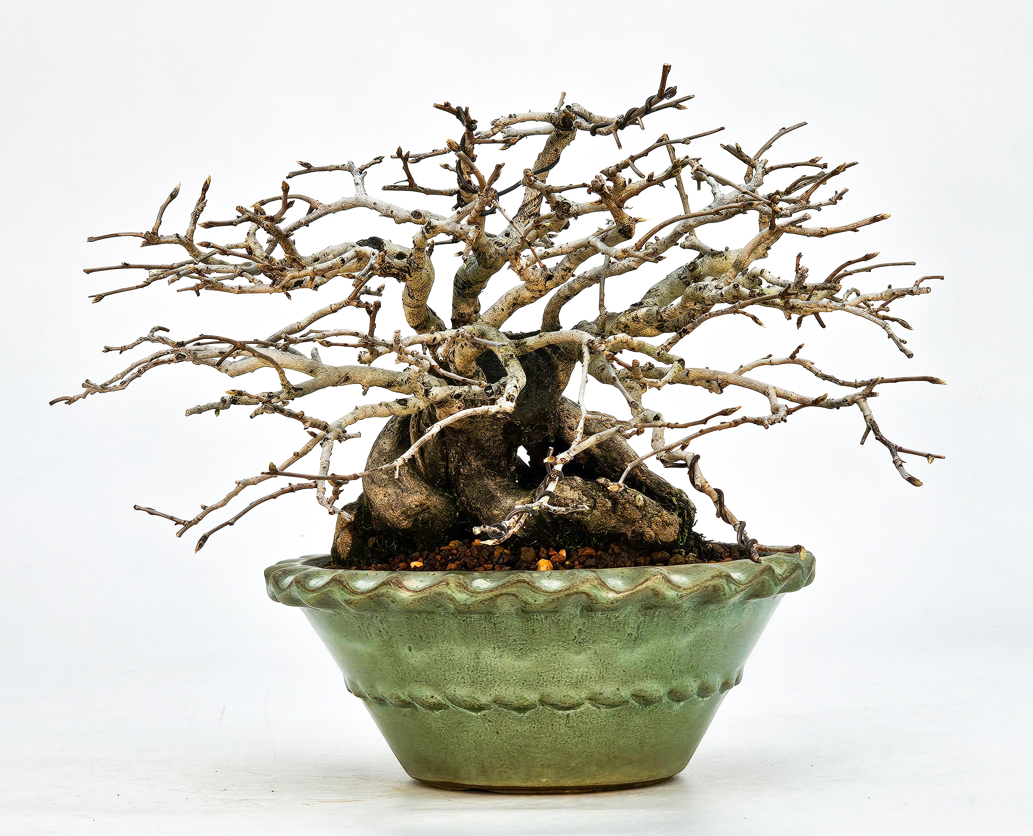 Bonsai Diospyros kaki Kakipflaume Shohin 13,5cm Video!!