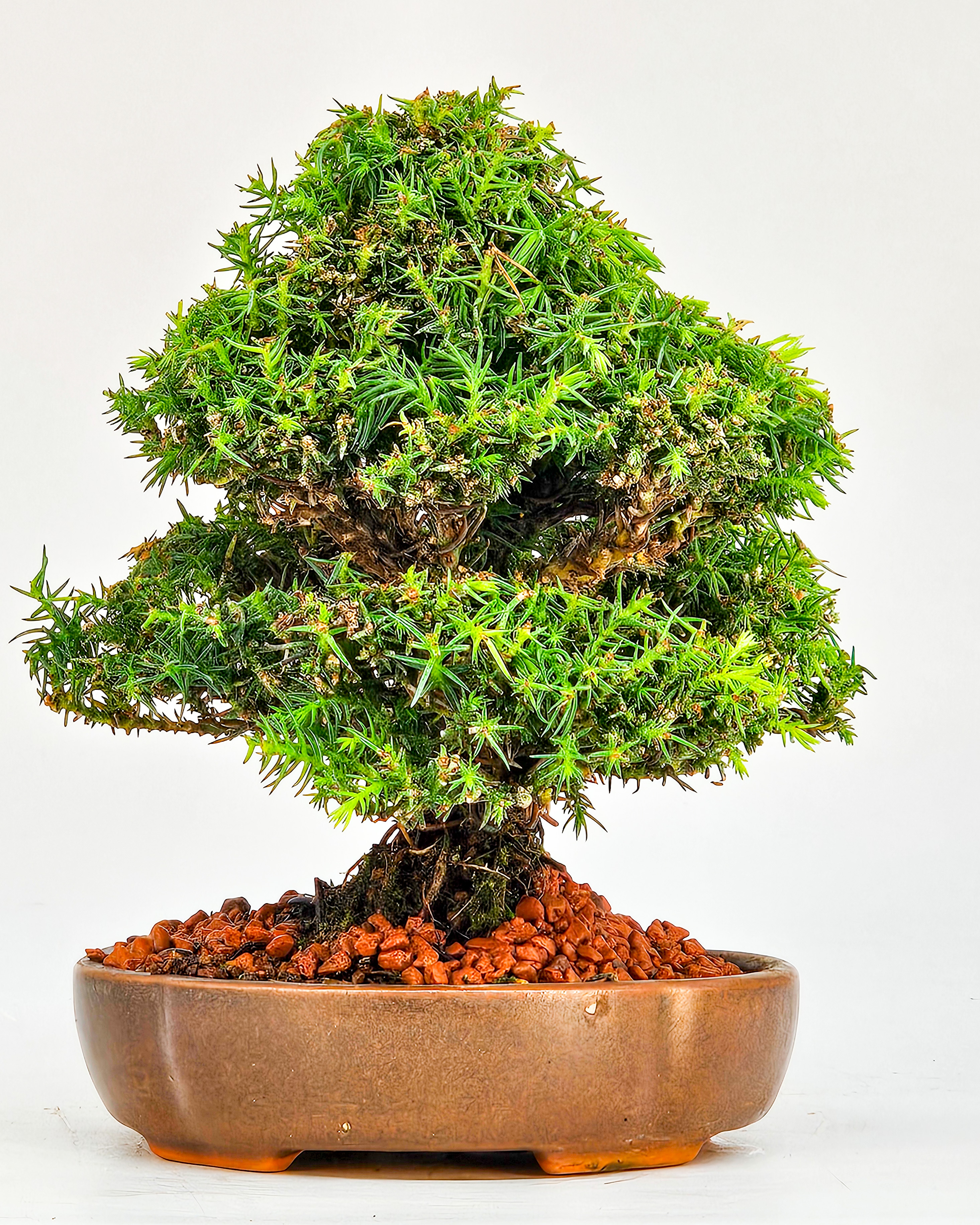 Bonsai Sicheltanne Cryptomeria Japonica Shohin 12cm