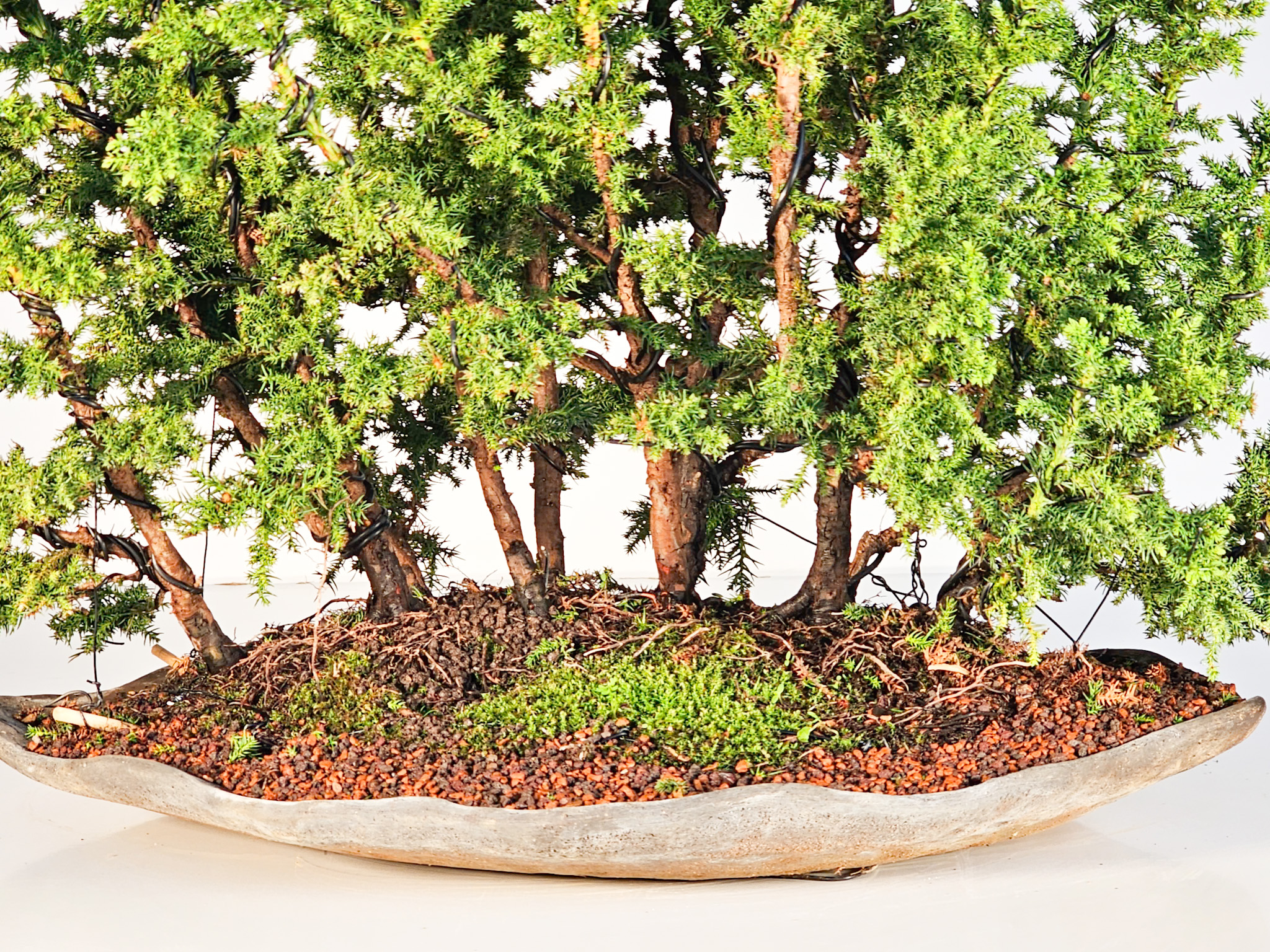 Bonsai Sicheltanne Cryptomeria Japonica Wald 45cm