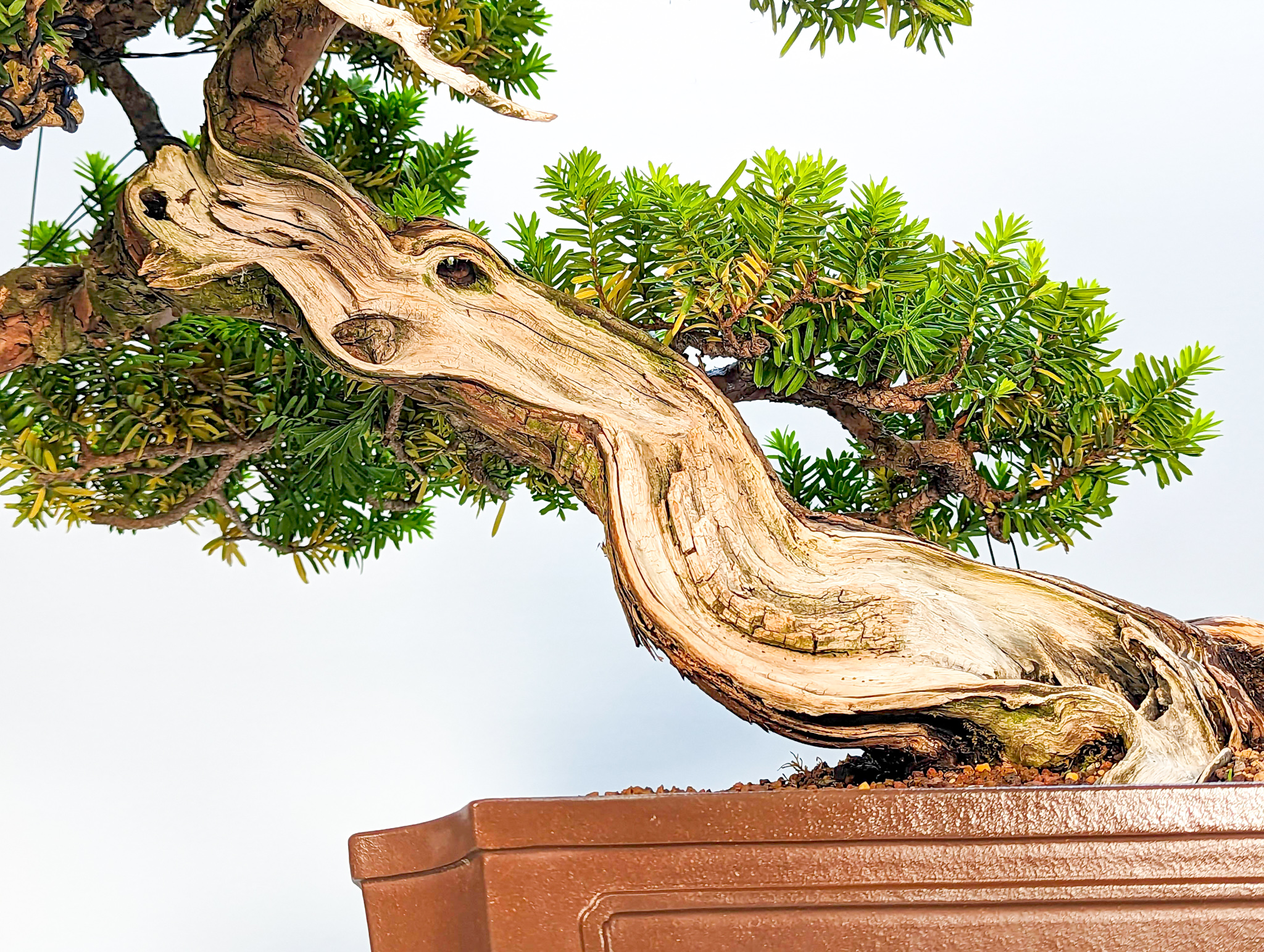 Bonsai Japanische Eibe Taxus cuspidata 52cm