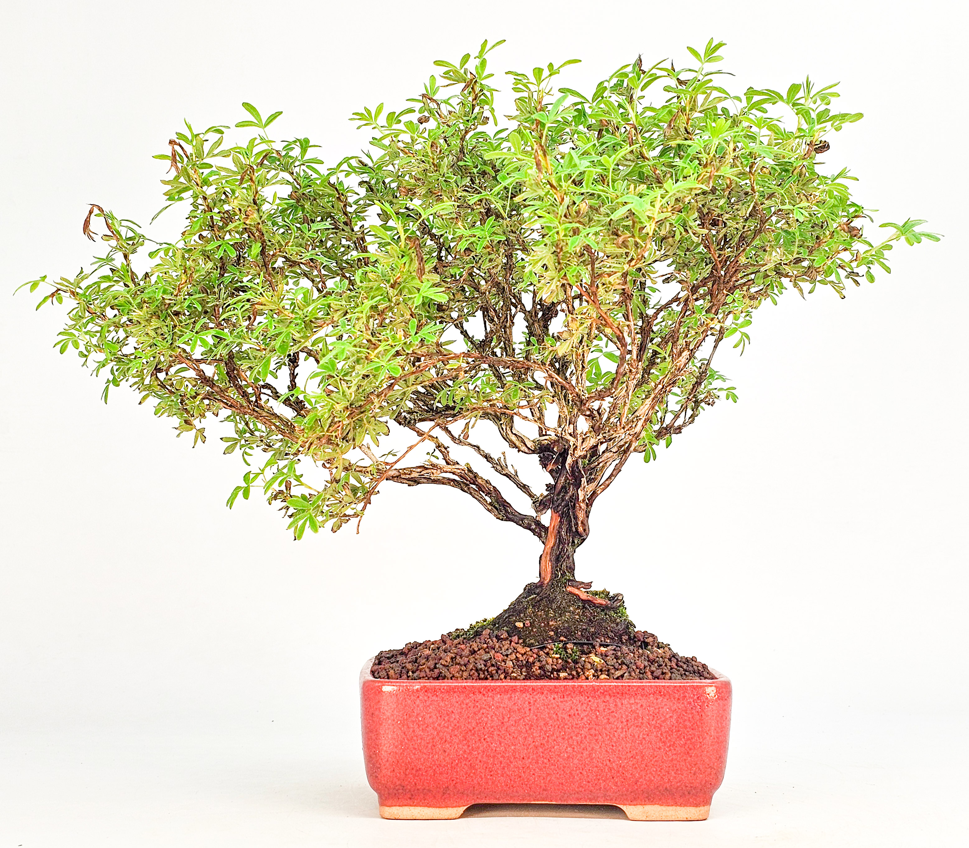 Bonsai Potentilla fruticosa - Fingerstrauch Shohin 19cm   