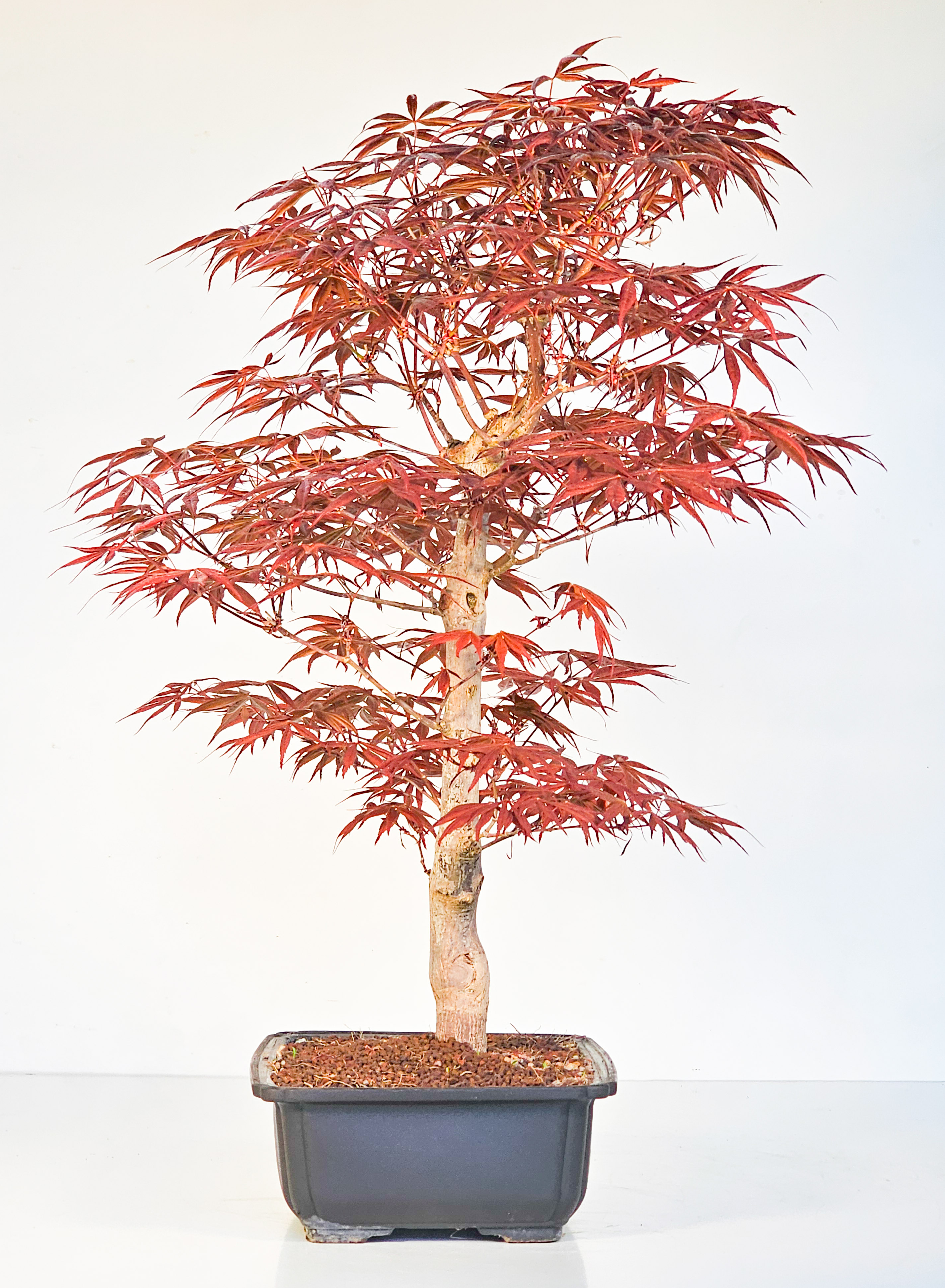 Bonsai Fächerahorn - Acer palmatum Shojo-nomura 52cm