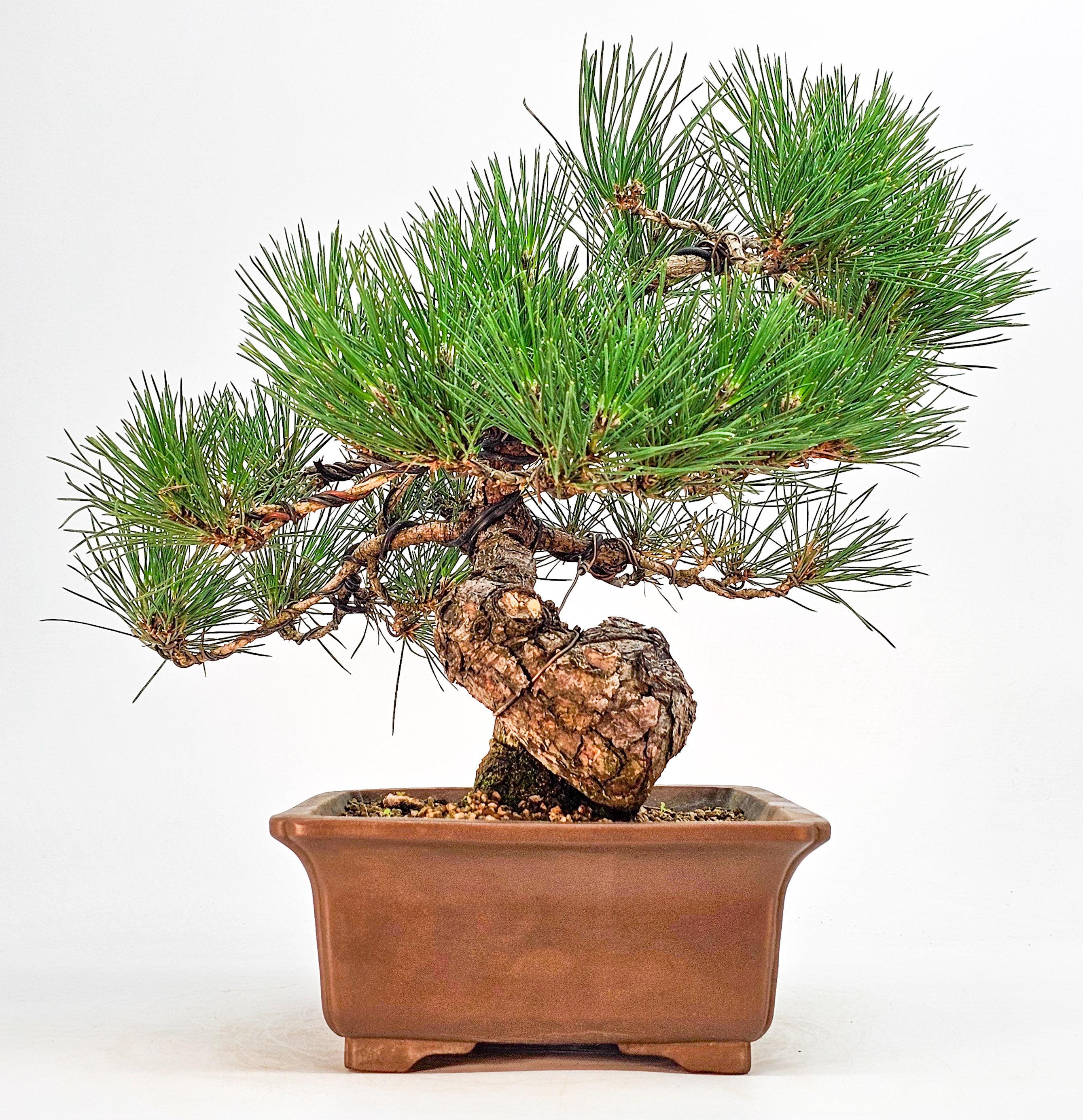 Bonsai Schwarzkiefer - Pinus thunbergii 32cm