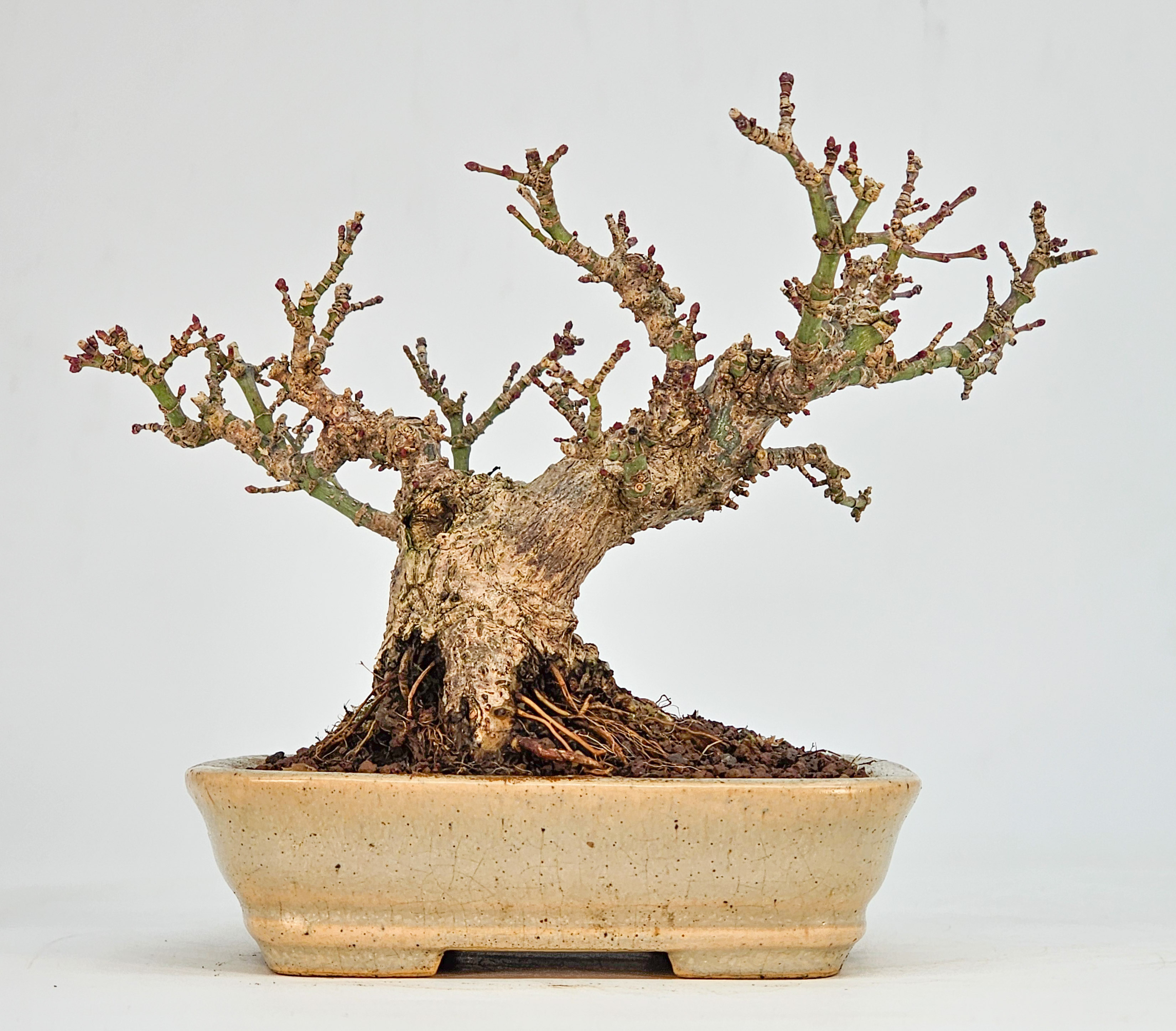 Bonsai Fächerahorn - Acer Palmatum Kotohime Shohin 10cm 