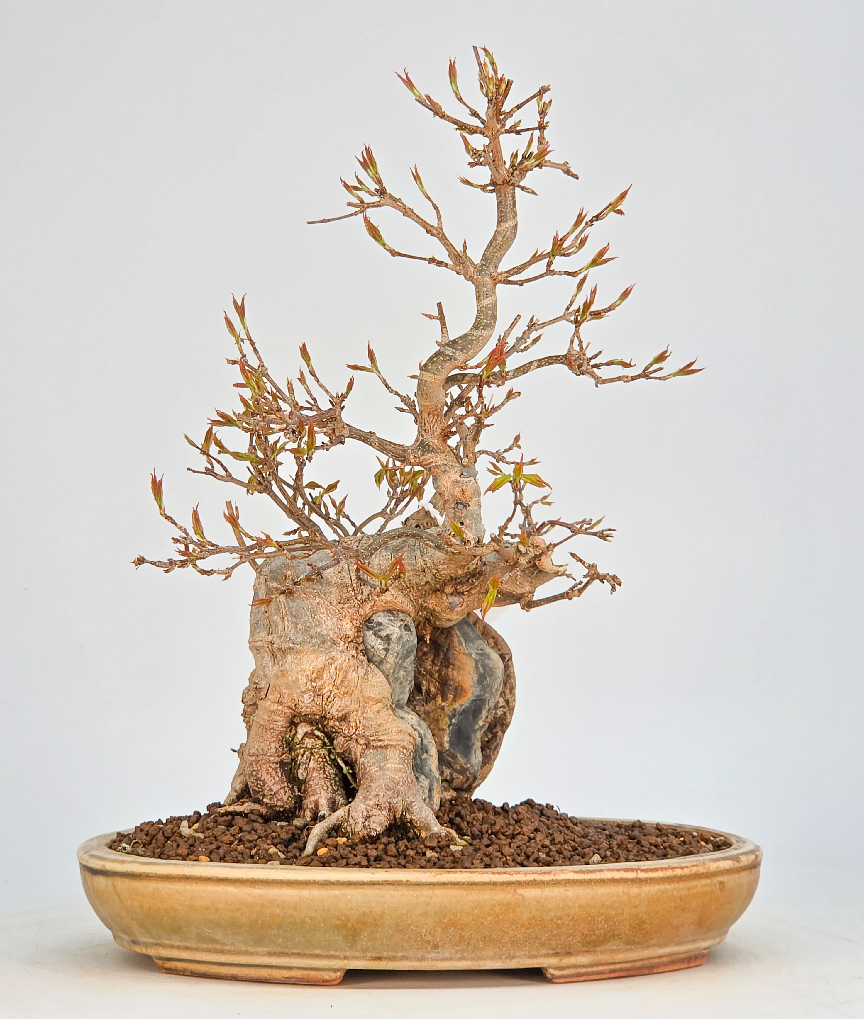 Bonsai Premium Dreispitzahorn - Acer buergerianum Ishizuki 28cm