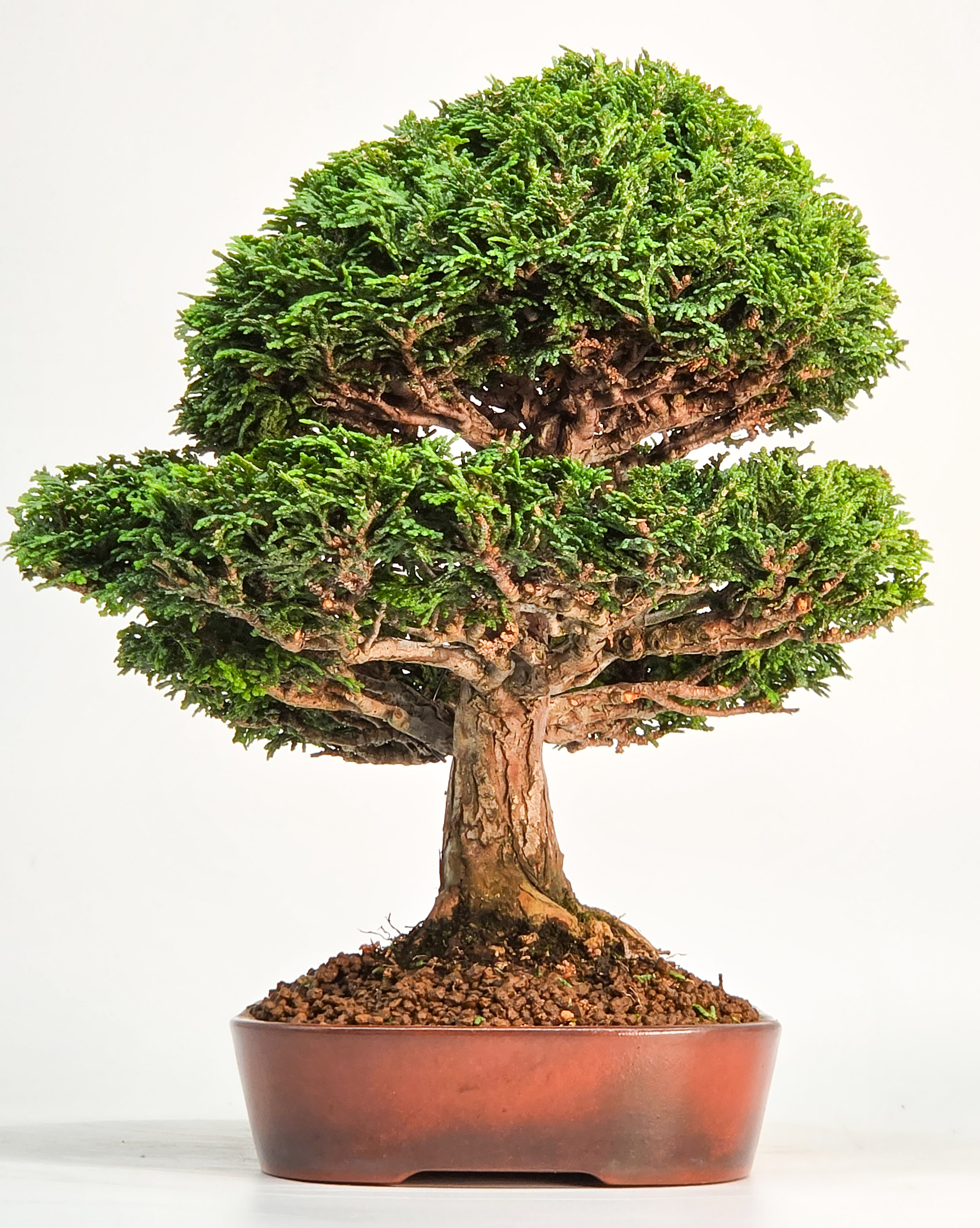 Bonsai Premium Muschelzypresse - Chamaecyparis obtusa 23cm