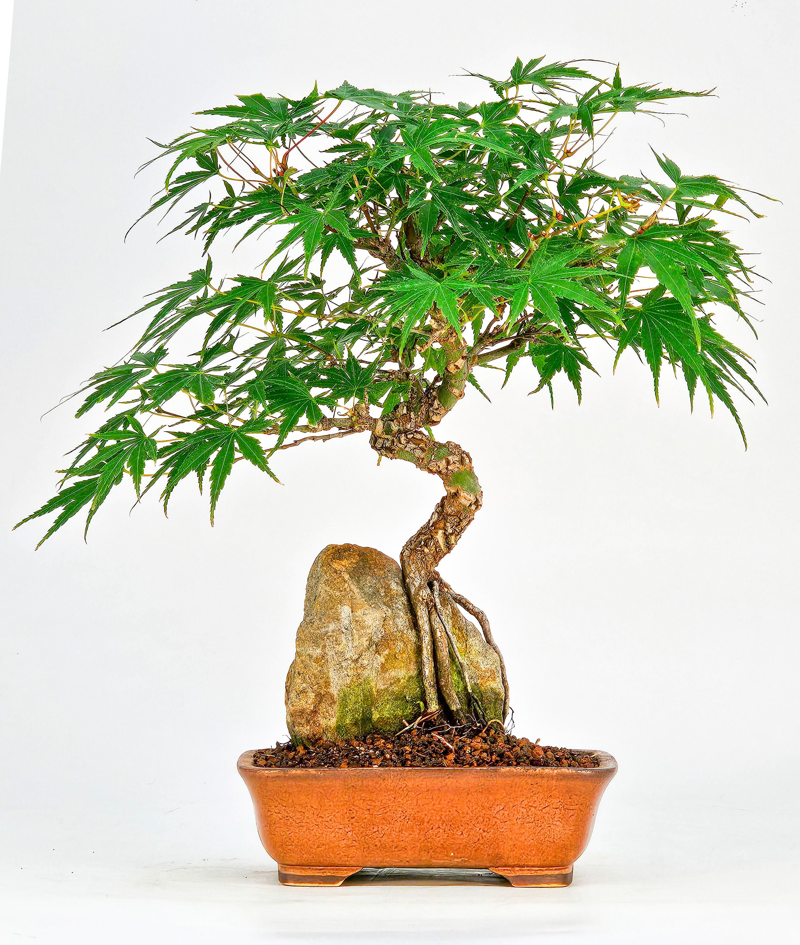 Bonsai Fächerahorn - Acer palmatum Arakawa 24cm 