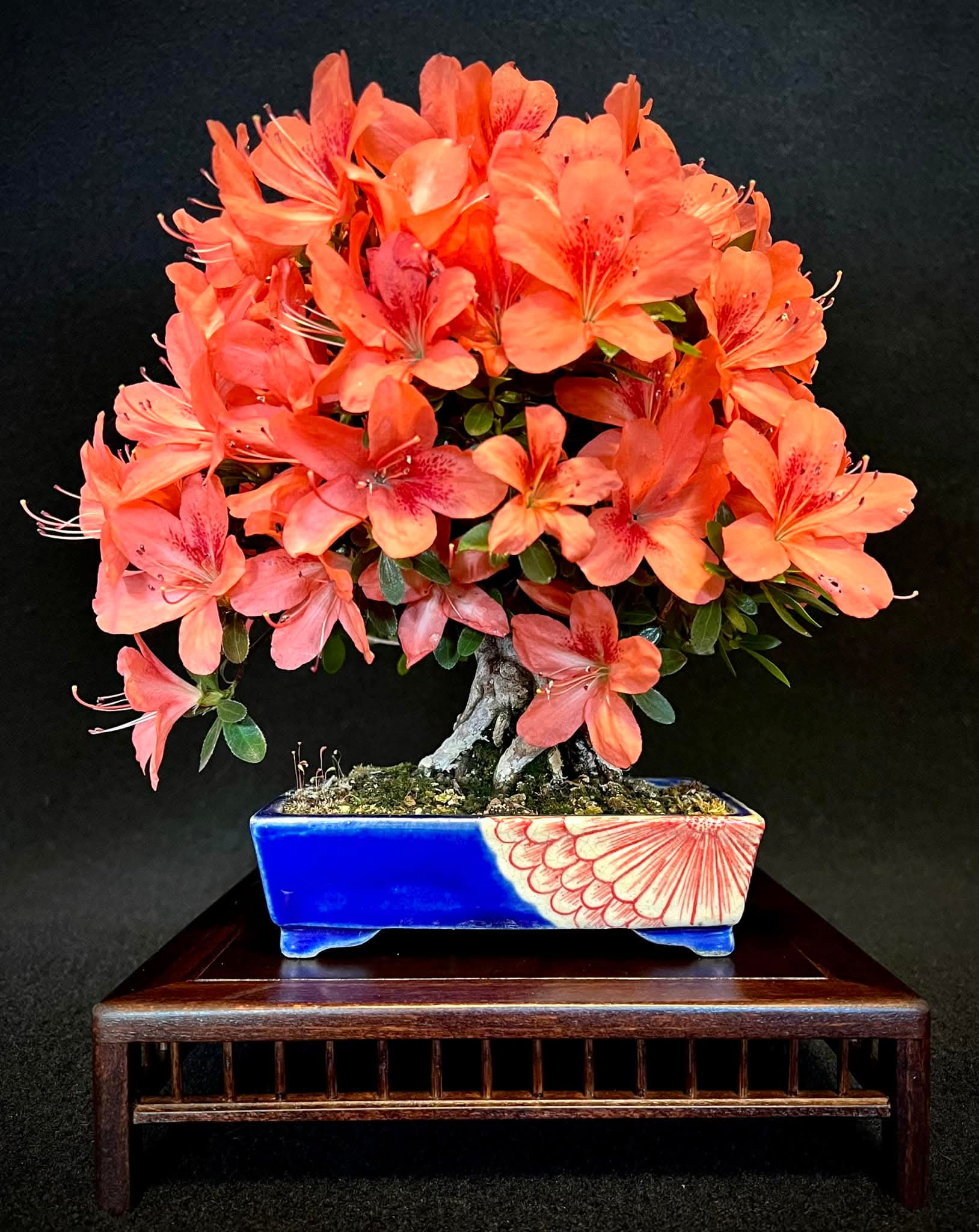 Bonsai Azalee - Rhododendron indicum - Yata no Kagami- Shohin 19cm