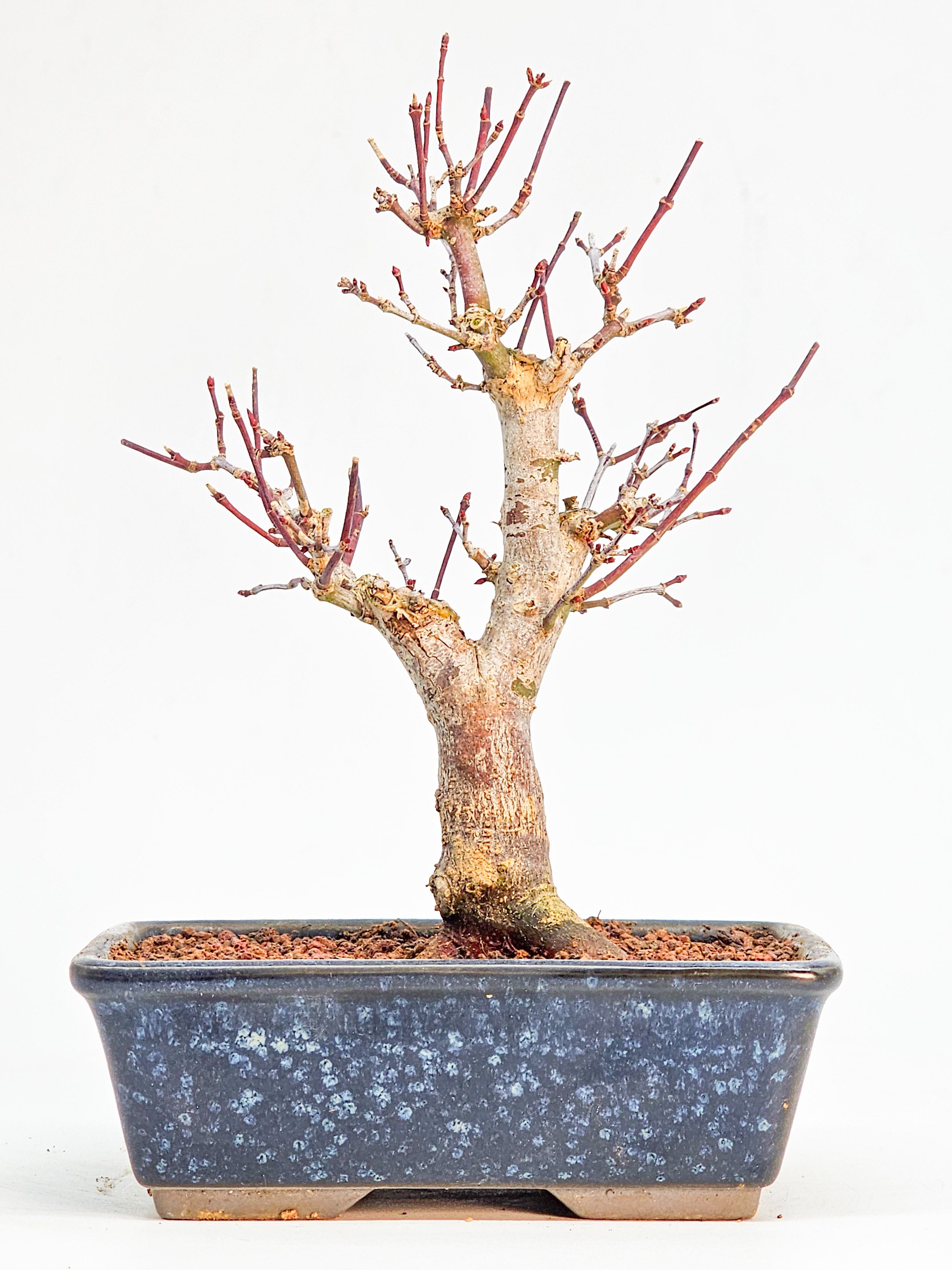 Bonsai Fächerahorn - Acer palmatum Deshojo Shohin 17cm