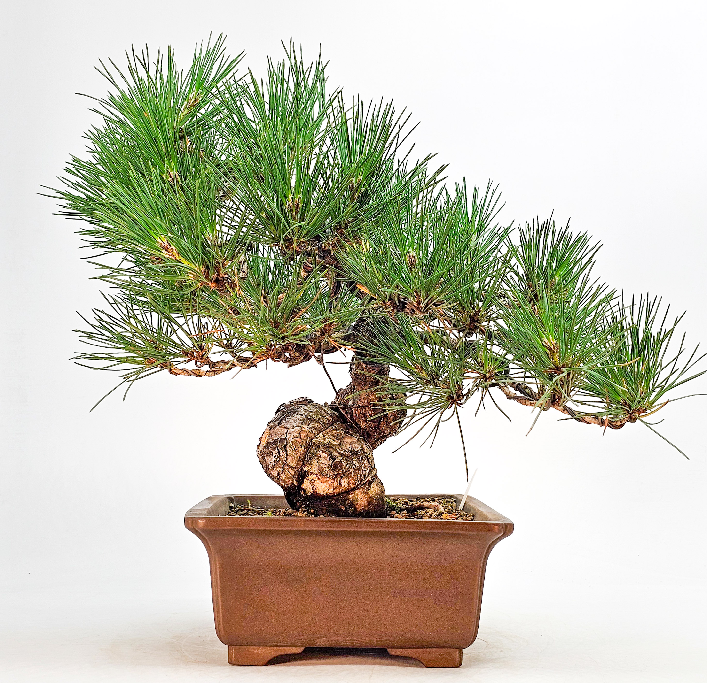 Bonsai Schwarzkiefer - Pinus thunbergii 32cm