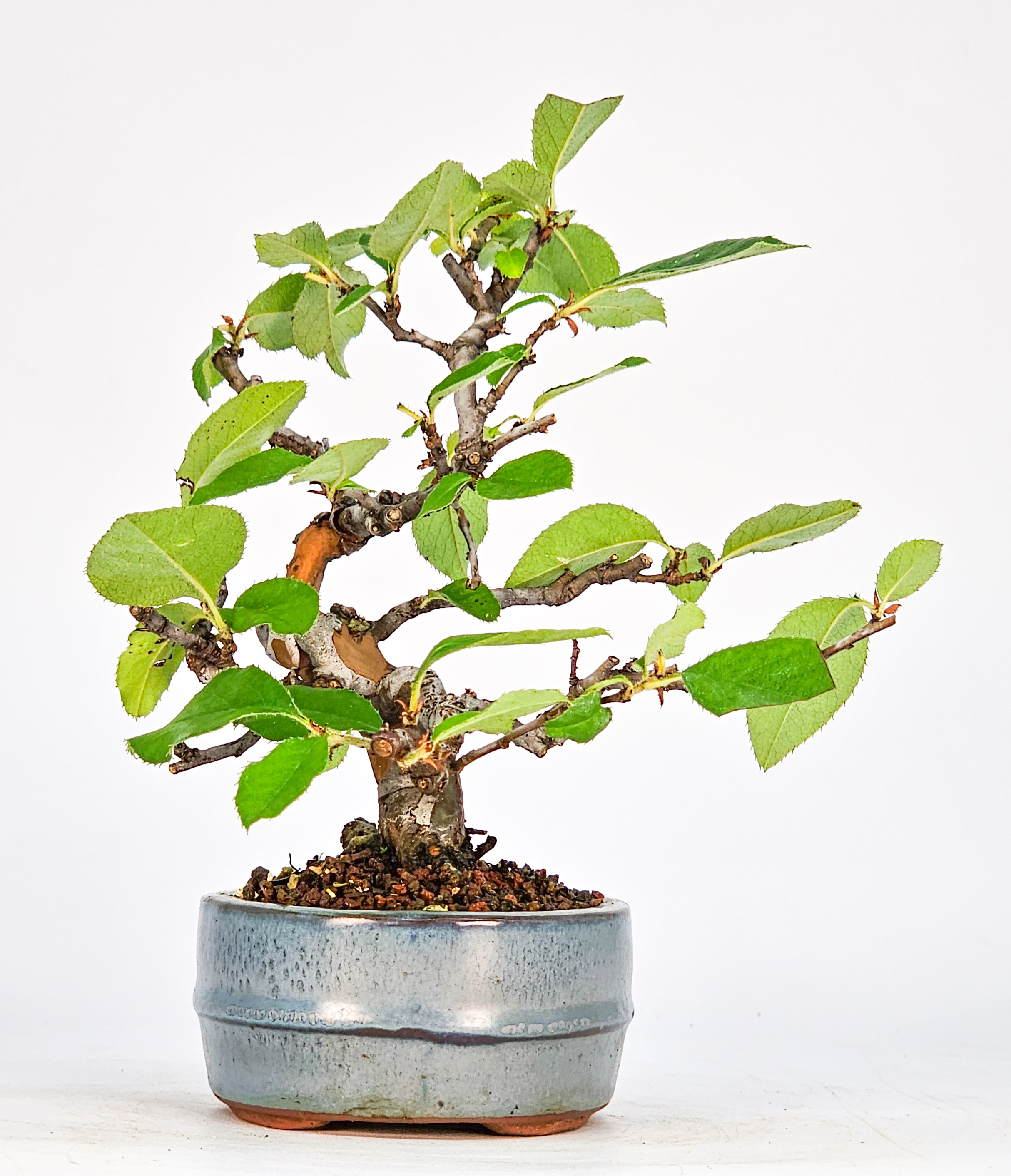 Bonsai Quitte - Pseudocydonia sinensis Shohin 14,5cm