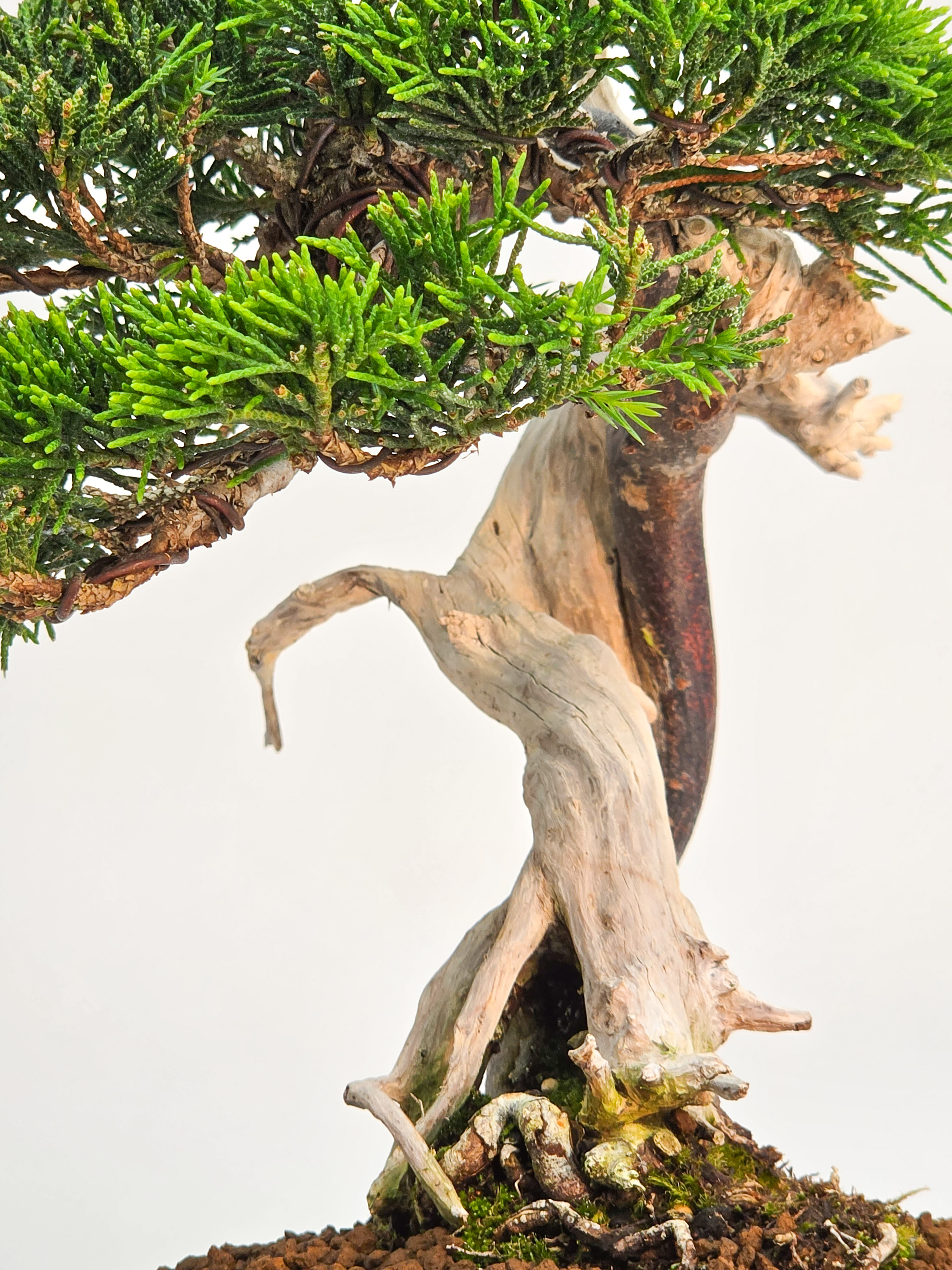 Bonsai Wacholder - Juniperus chinensis Shohin 19cm