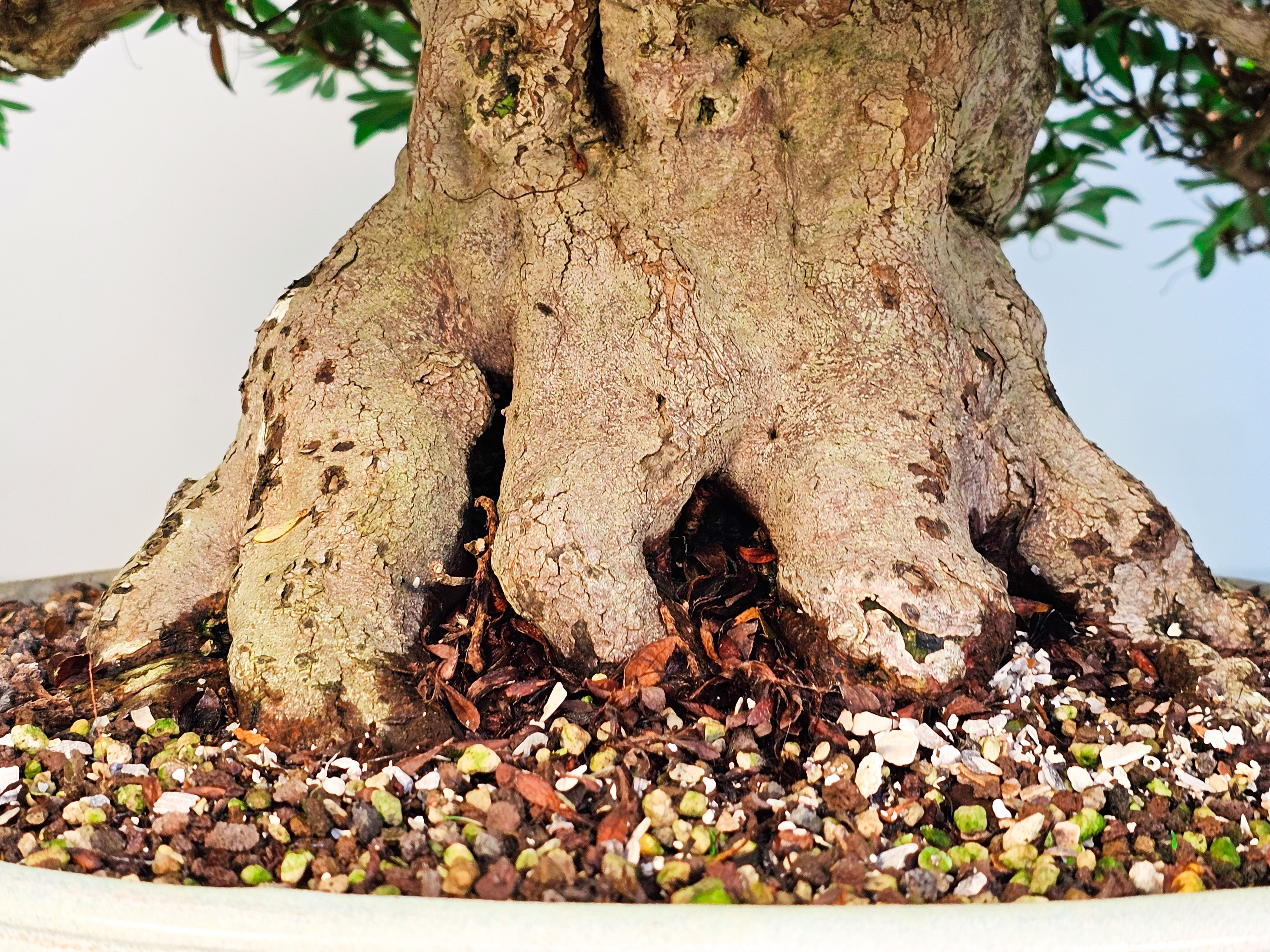Bonsai Azalee Rhododendron indicum -Kozan- 55cm Bonsai Azalee Rhododendron indicum -Kozan- 55cm