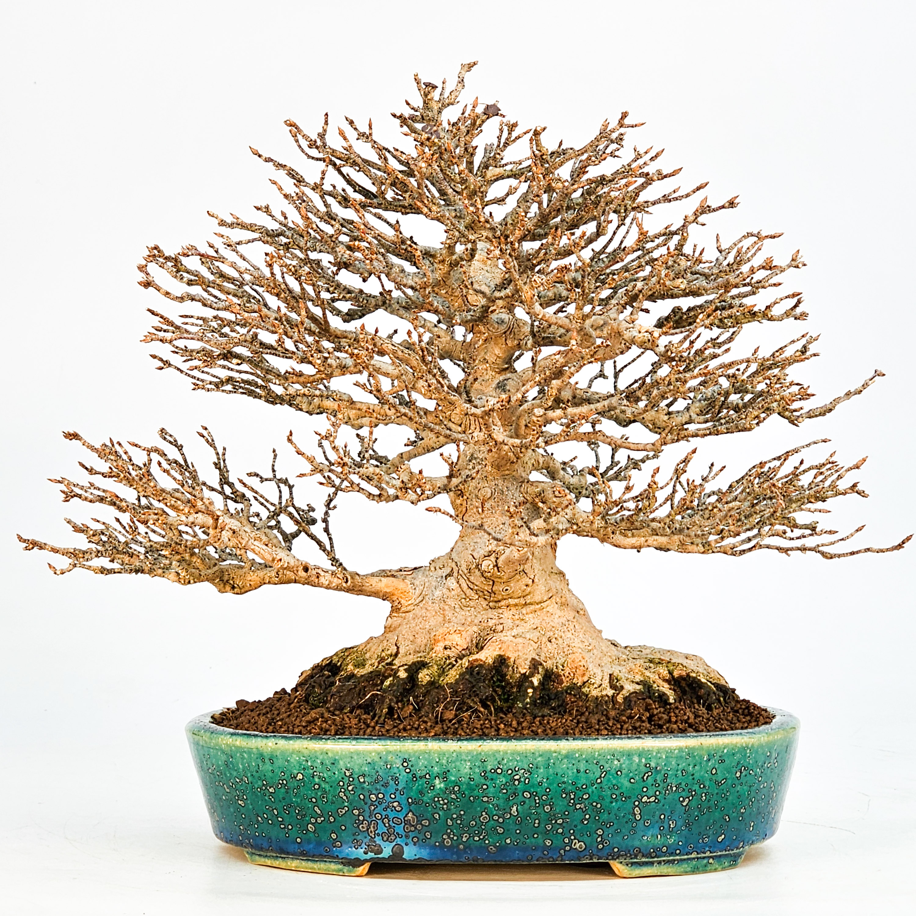 Bonsai Dreispitzahorn - Acer buergerianum 21cm Bonsai Dreispitzahorn - Acer buergerianum 21cm