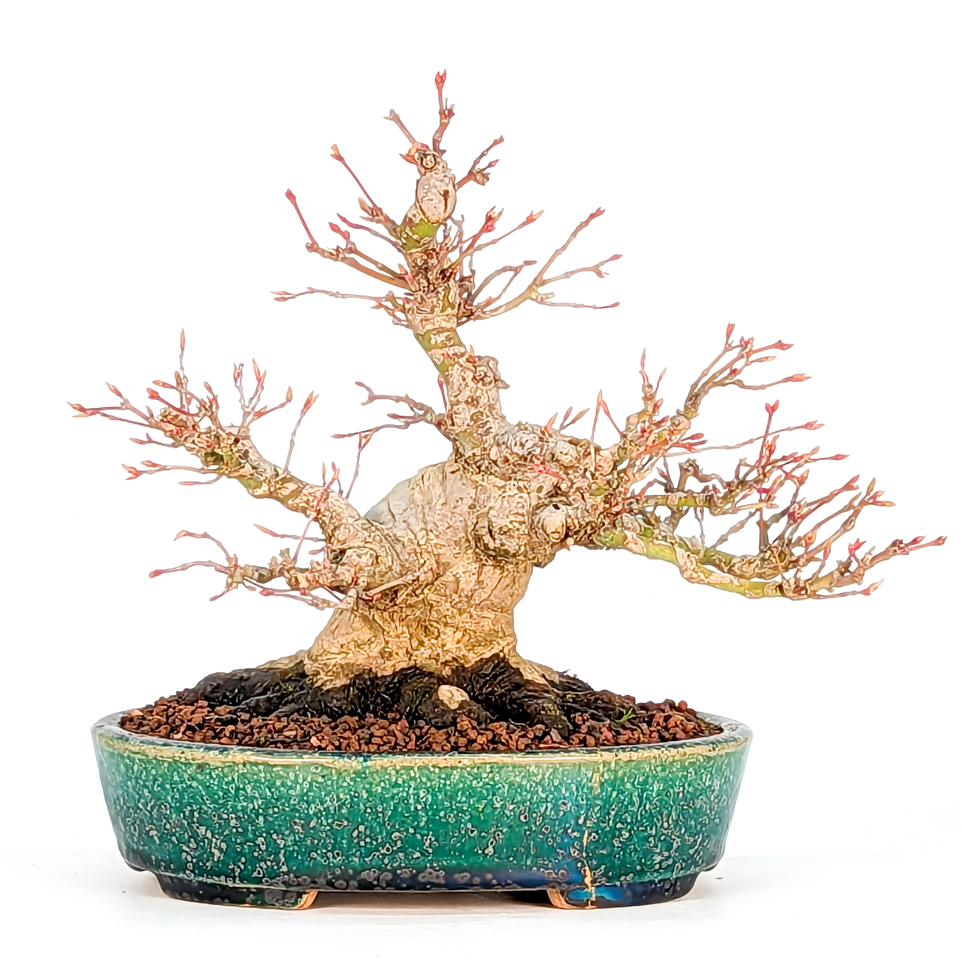 Bonsai Fächerahorn - Acer palmatum Yamamomiji Shohin 17cm      