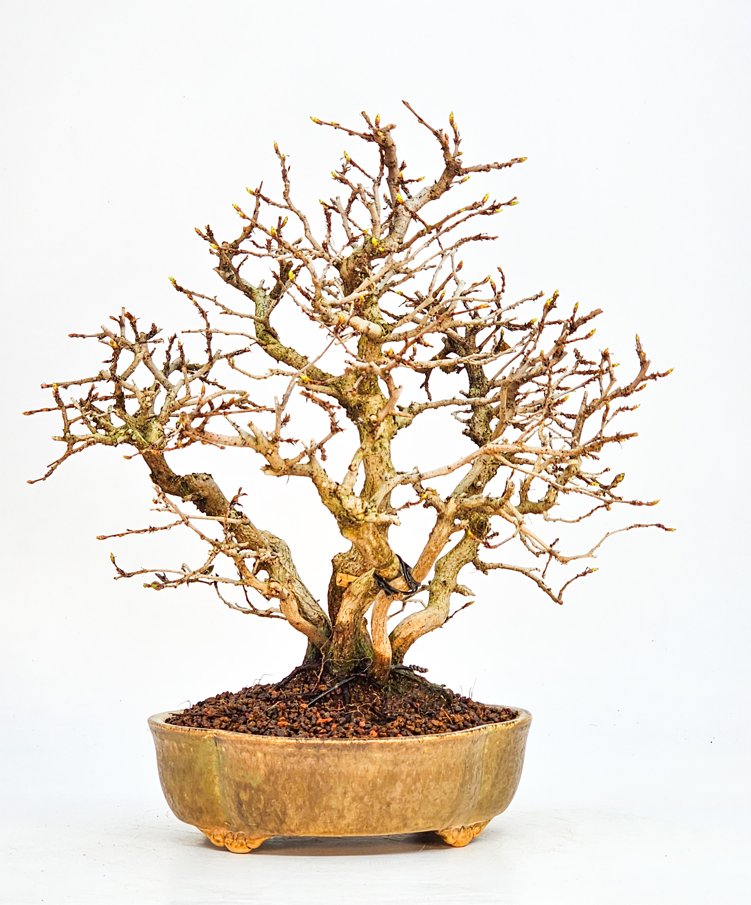 Bonsai Koreanische Hainbuche Carpinus coreana 23cm
