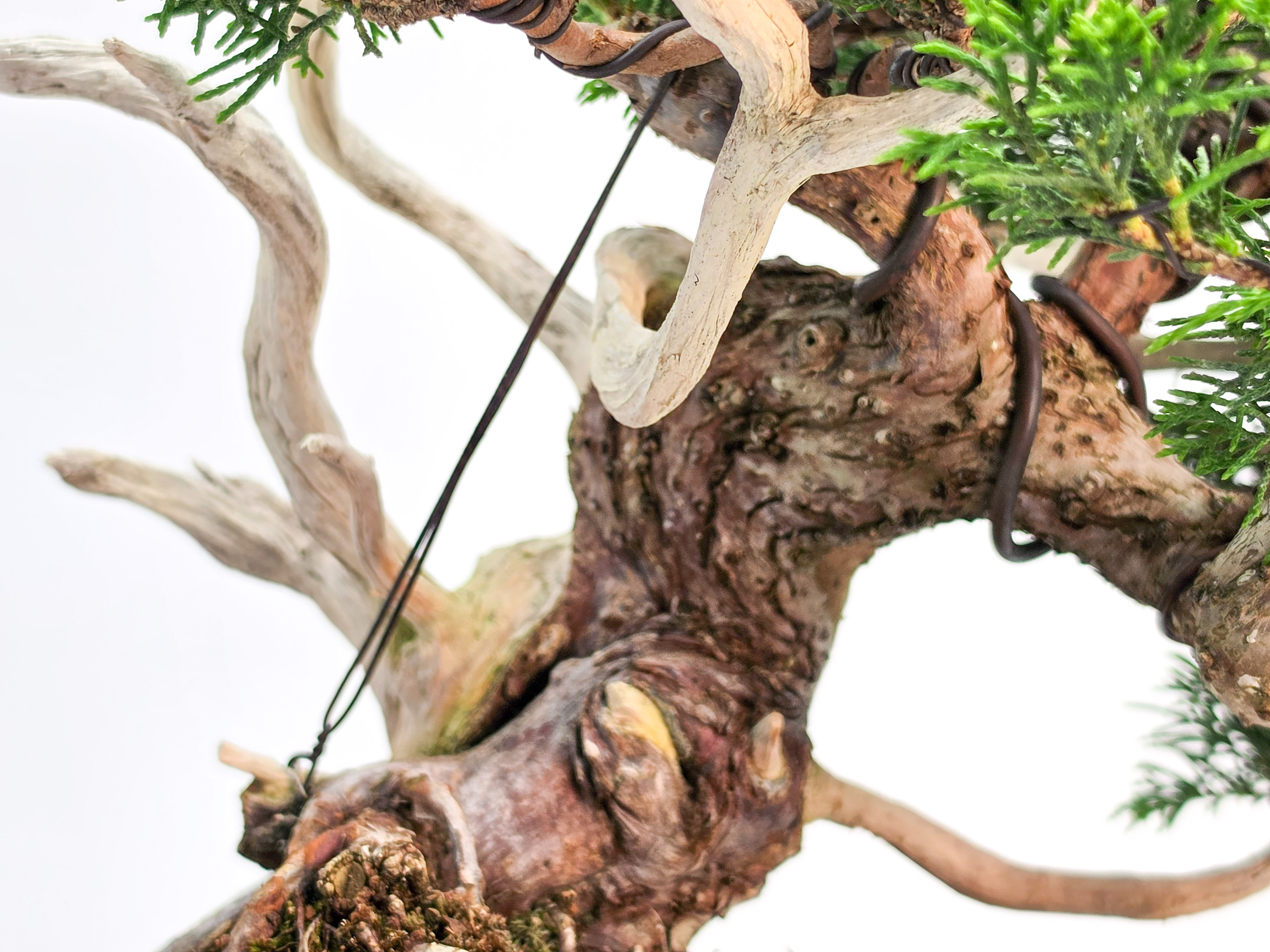 Bonsai Premium Wacholder - Juniperus chinensis Shohin 21cm
