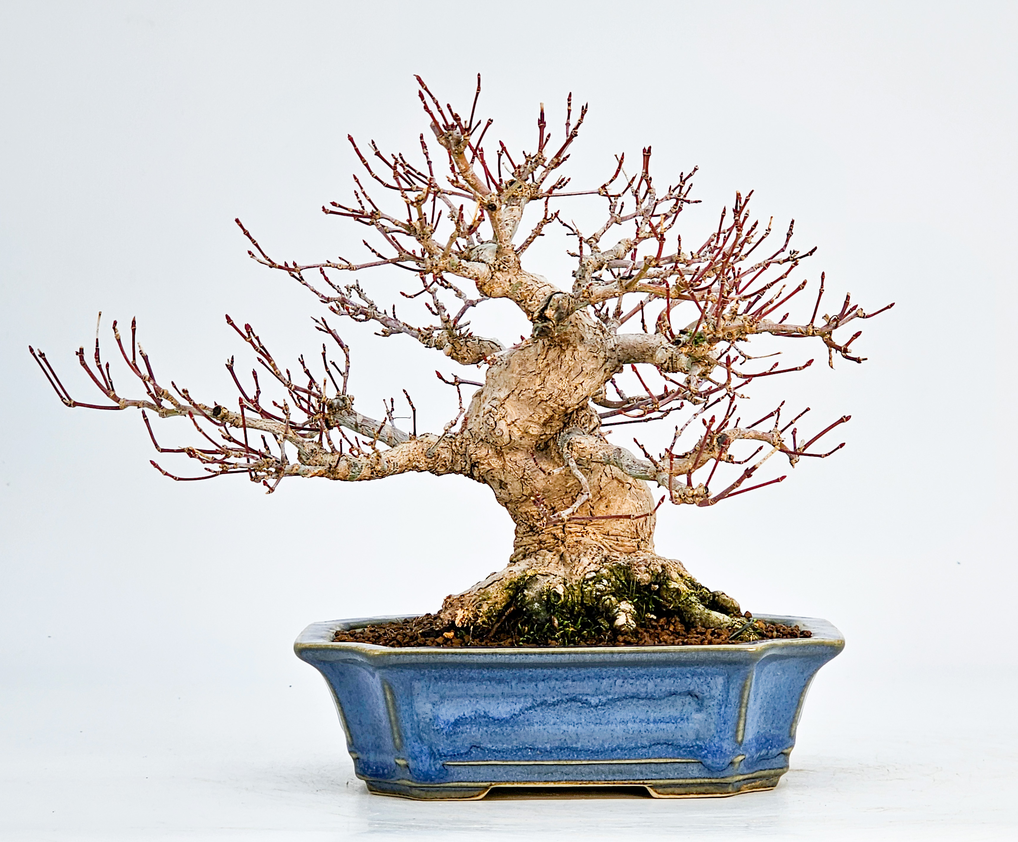 Bonsai Fächerahorn - Acer palmatum Shohin 17cm - Video! 