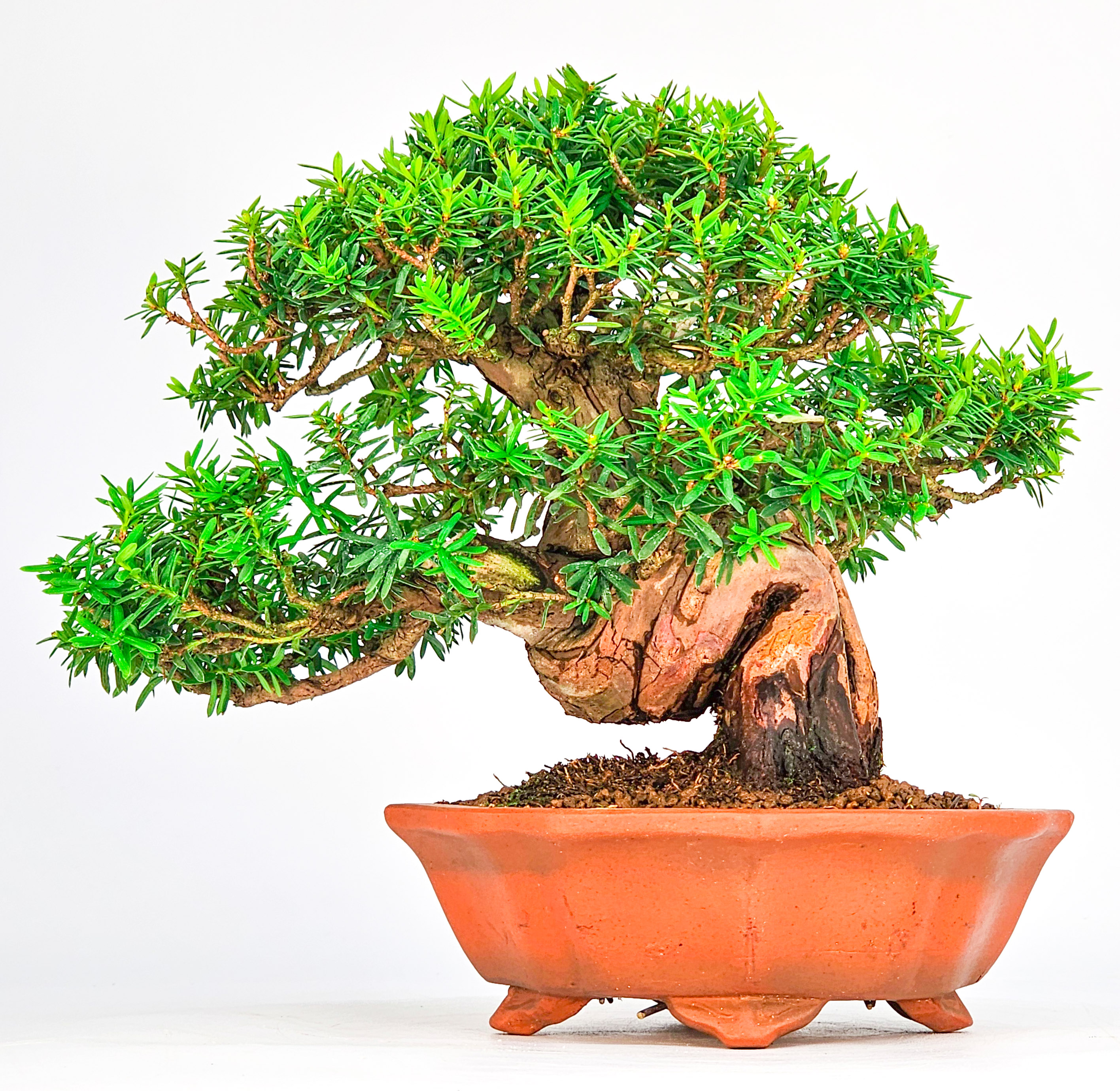 Bonsai Premium Eibe - Taxus Shohin 19cm