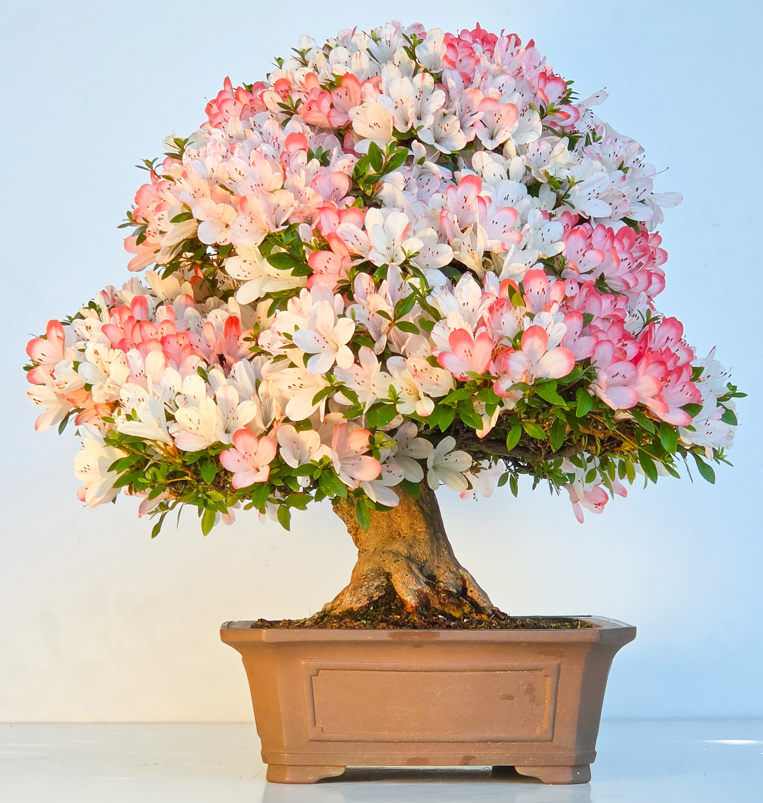 Bonsai Azalee Rhododendron indicum - Irodori 40cm
