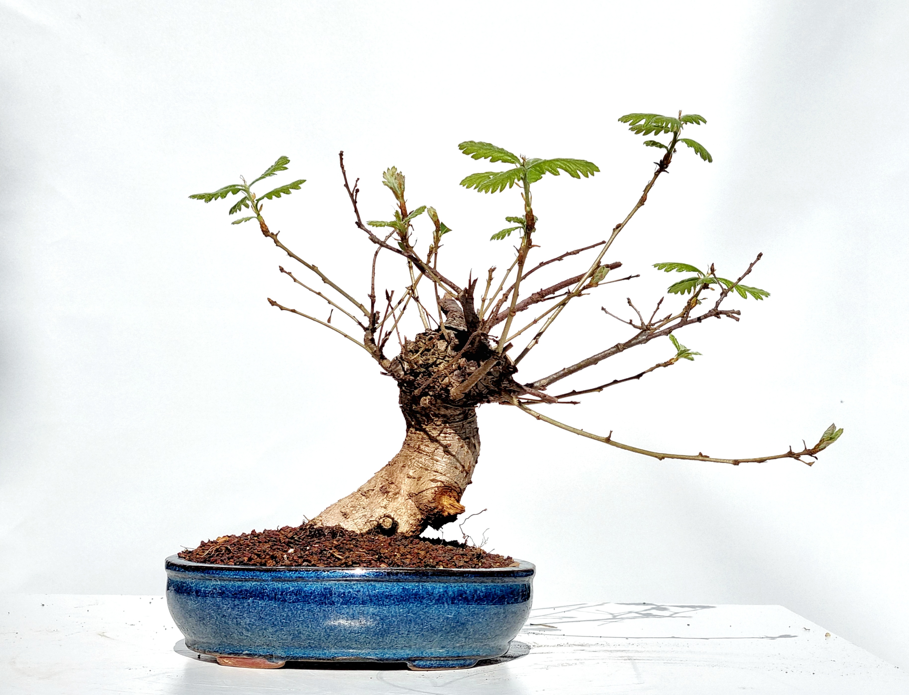 Bonsai Stieleiche - Quercus robur 25cm