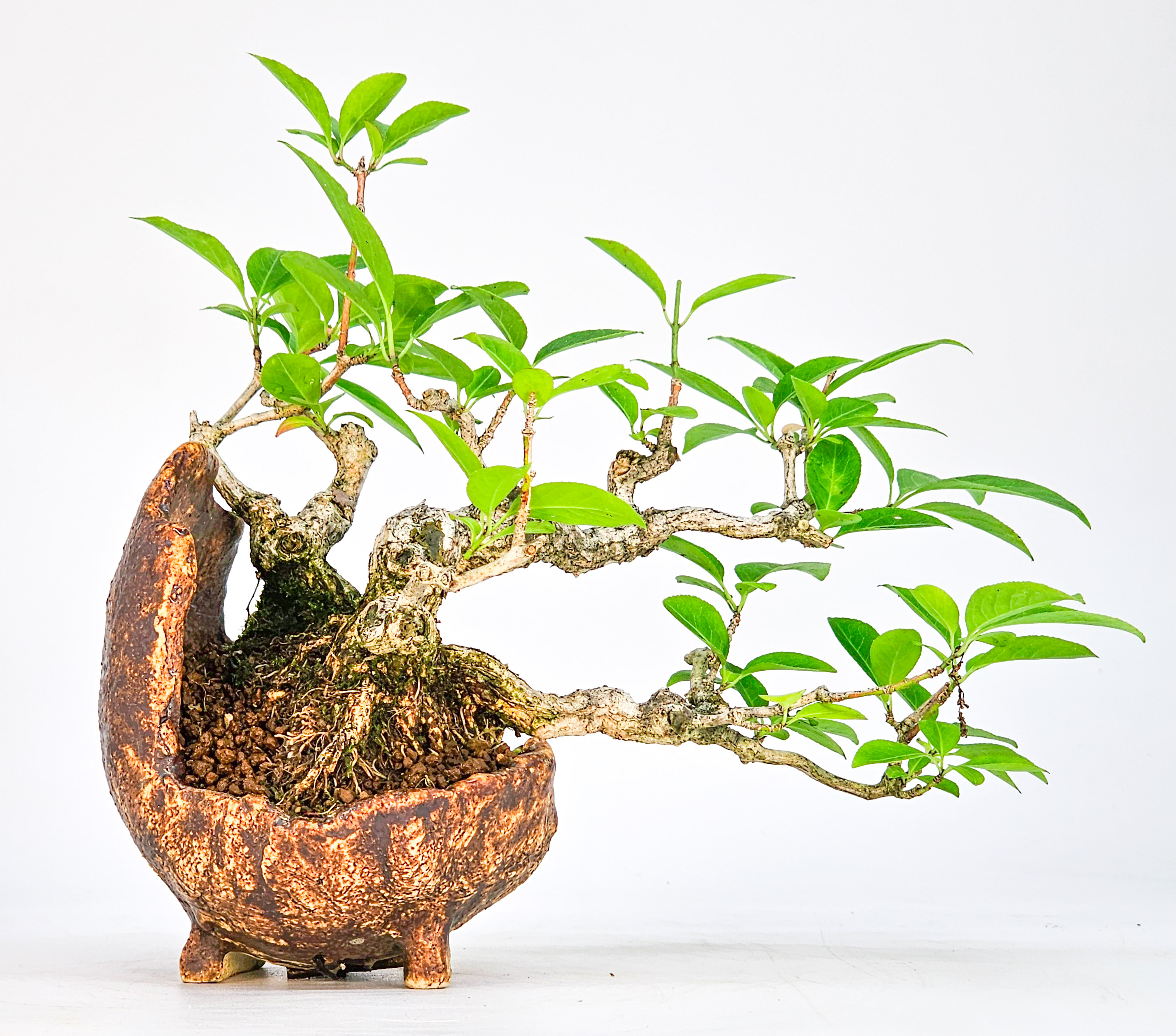 Bonsai Pfaffenhütchen - Euonymus Shohin 14cm