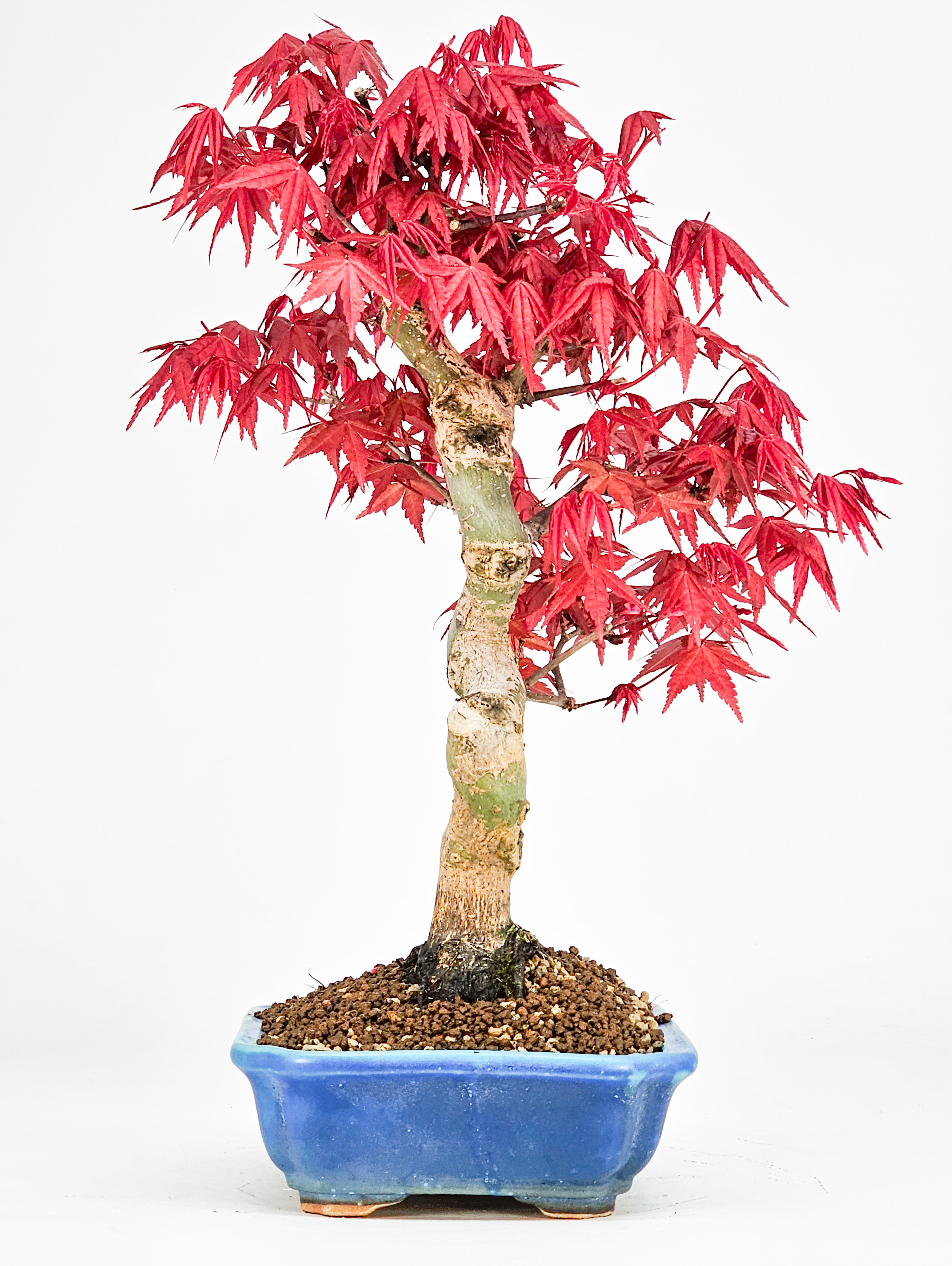 Bonsai Fächerahorn Acer palmatum Deshojo 27cm    