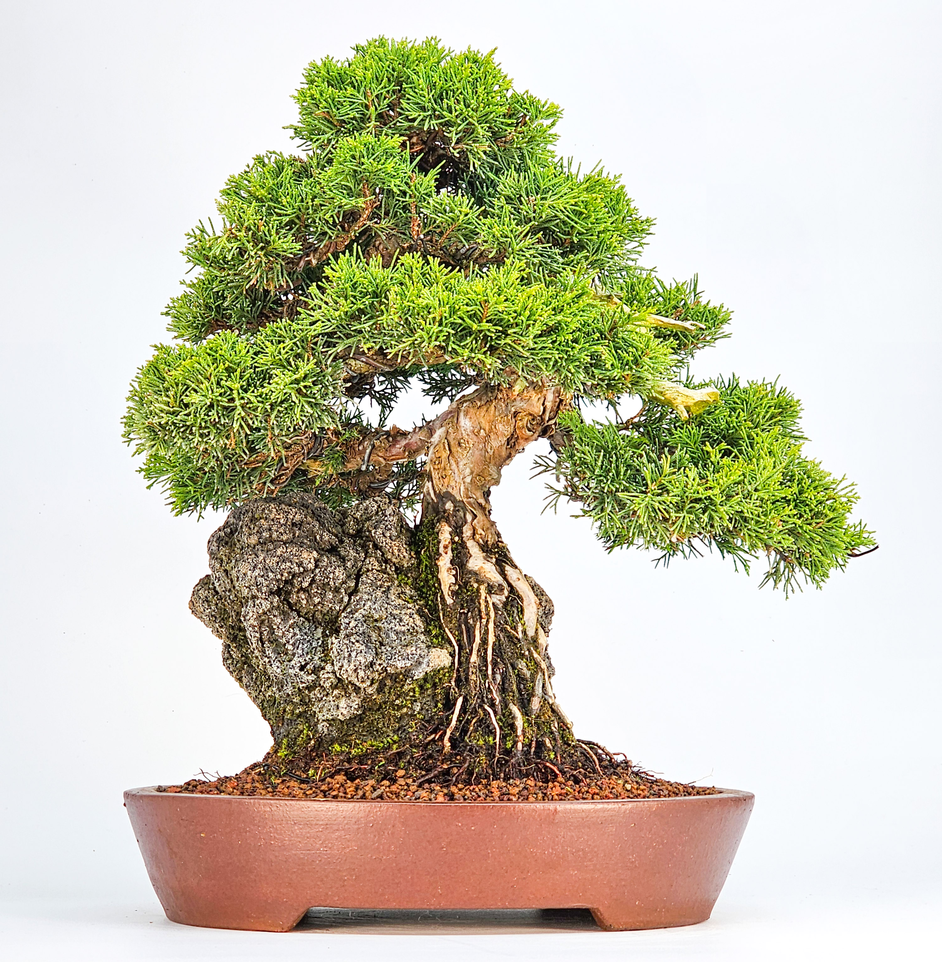 Bonsai Wacholder - Juniperus chinensis shimpaku 31cm