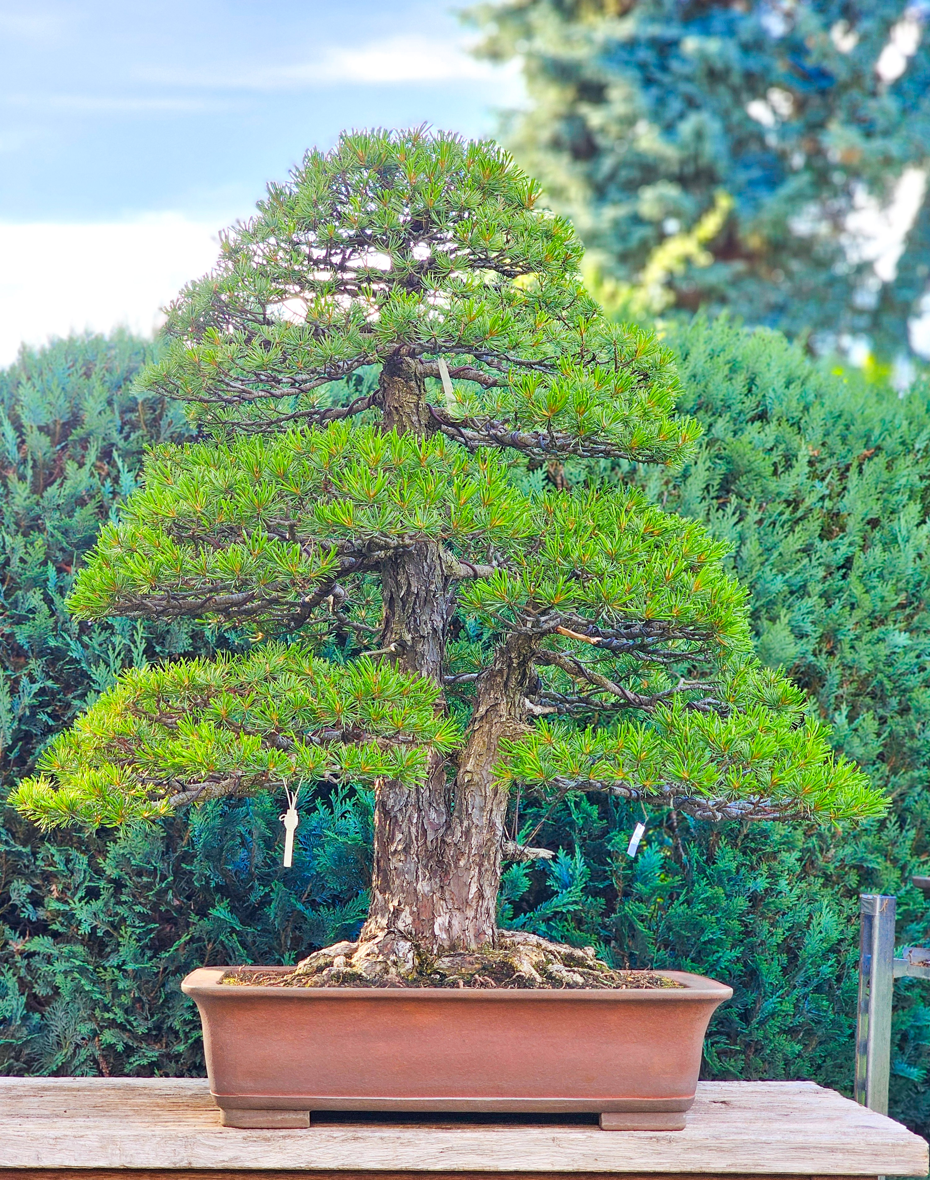 Bonsai Mädchenkiefer Pinus parviflora 93 cm Video!!