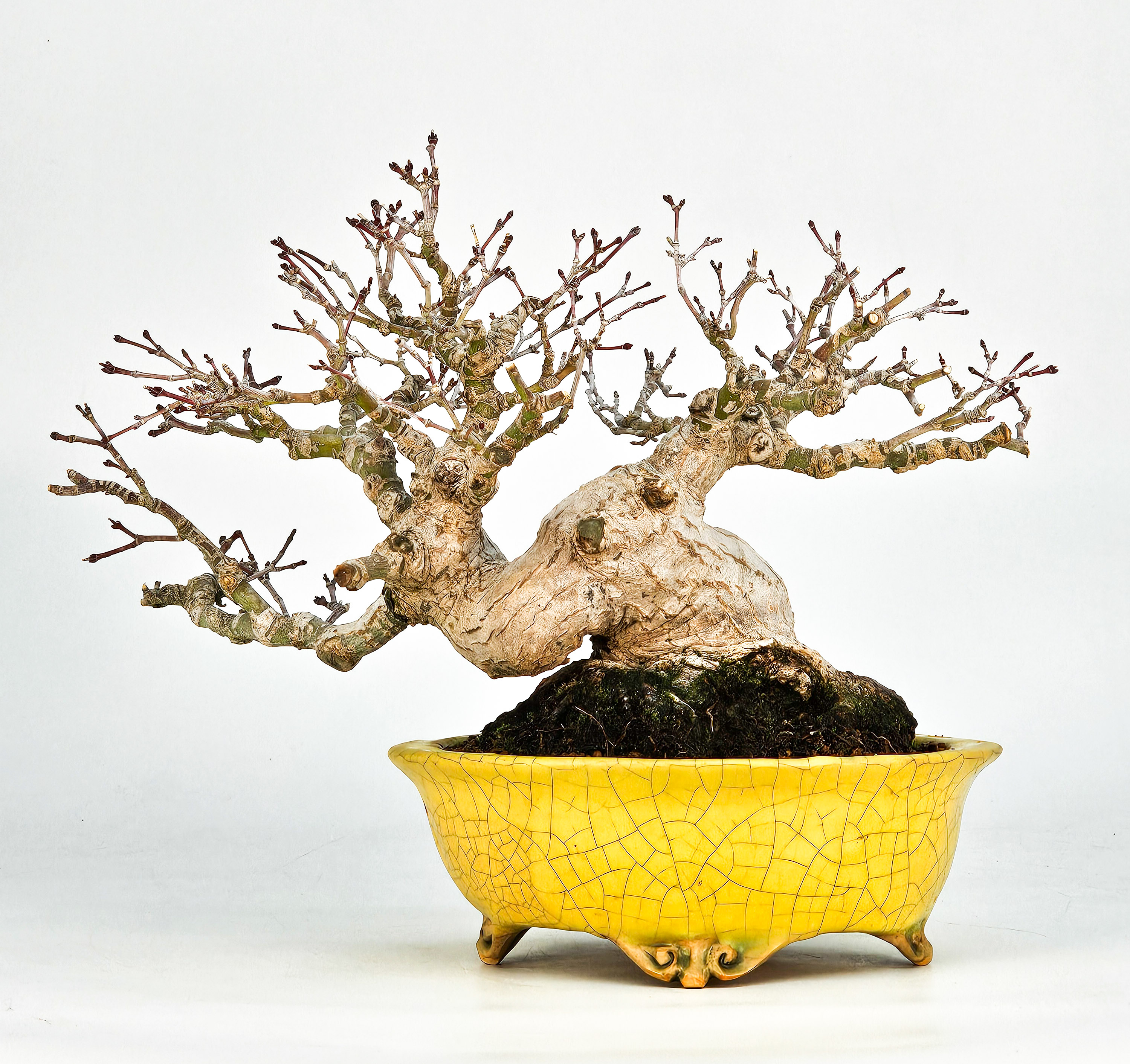 Bonsai Fächerahorn - Acer palmatum Shohin 16cm Video!!! Bonsai Fächerahorn - Acer palmatum Shohin 16cm Video!!!