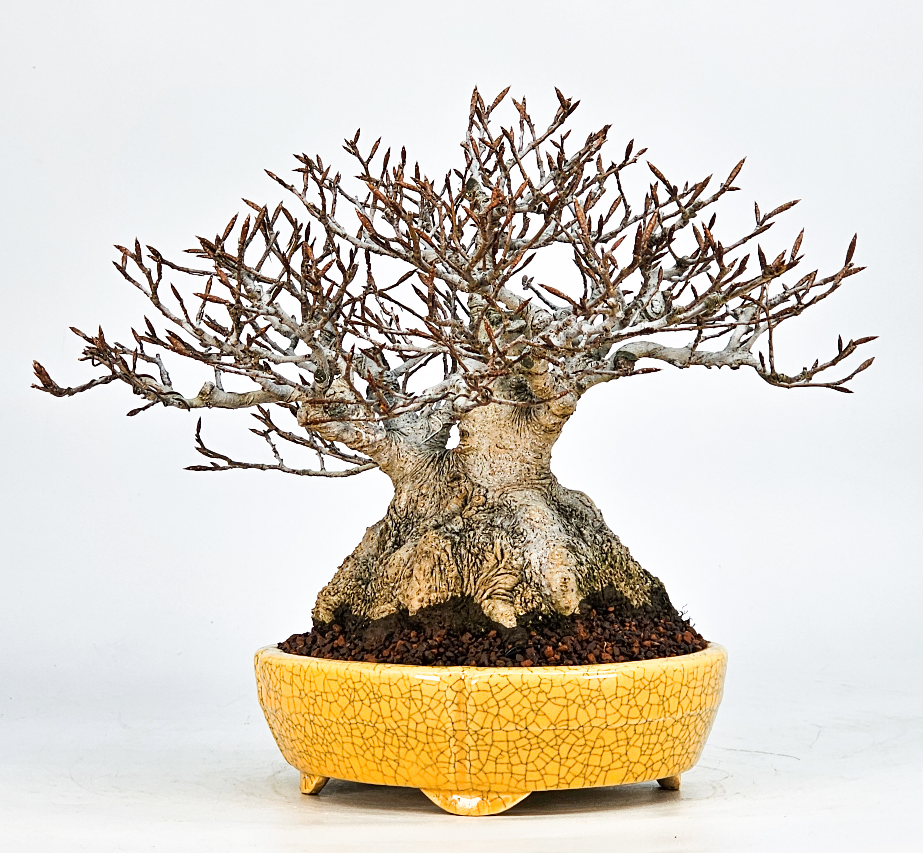 Bonsai Premium Kerbbuche Fagus Crenata 17,5 cm Video!! Bonsai Premium Kerbbuche Fagus Crenata 17,5 cm Video!!