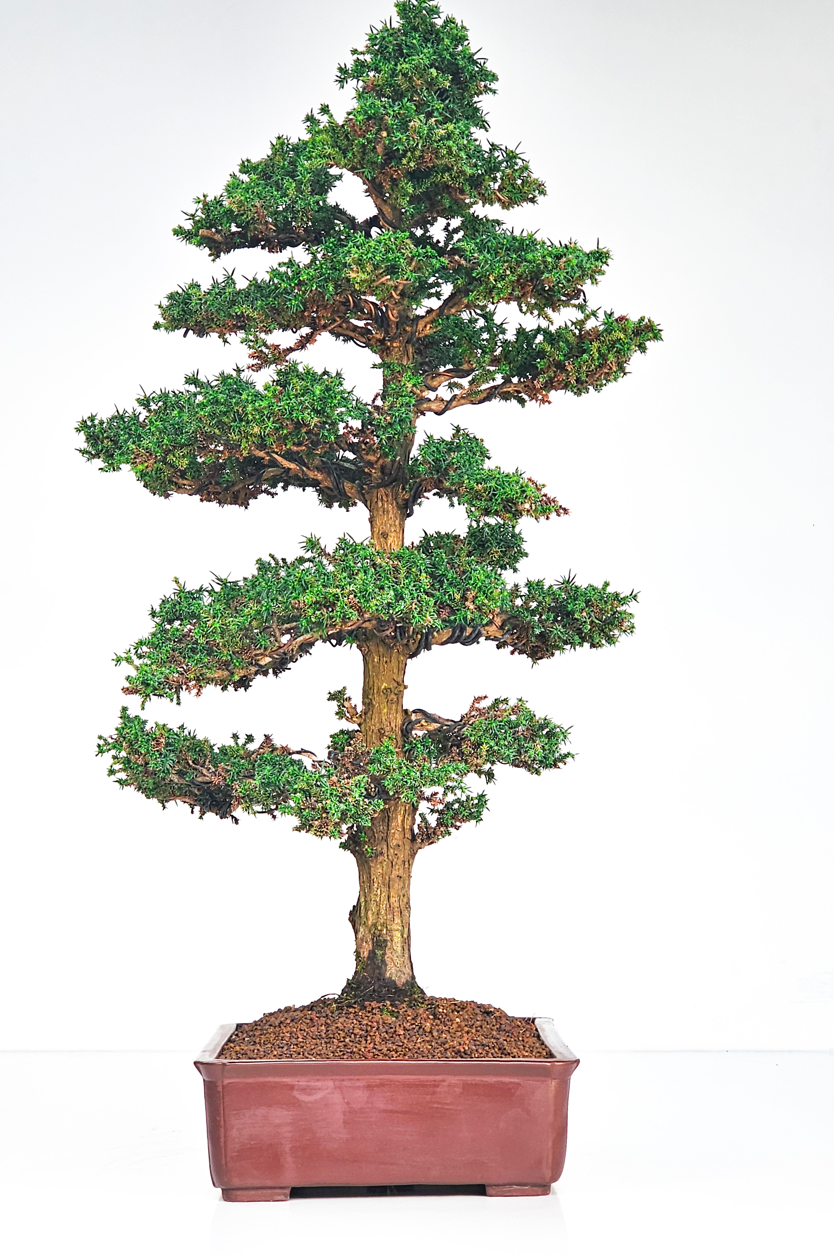 Bonsai Sicheltanne Cryptomeria Japonica 60cm