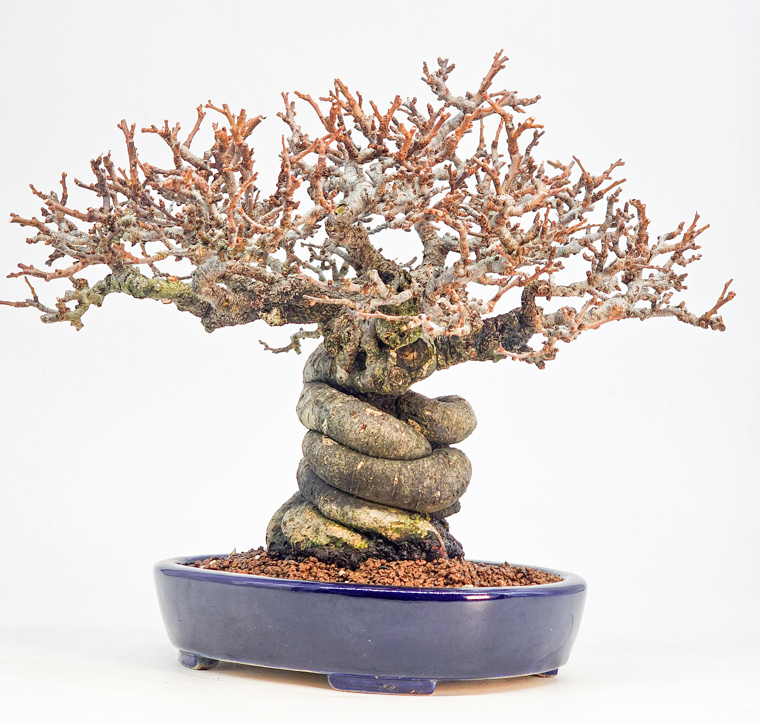 Bonsai Premium Zierquitte - Chaenomeles japonica Shohin 21cm 
