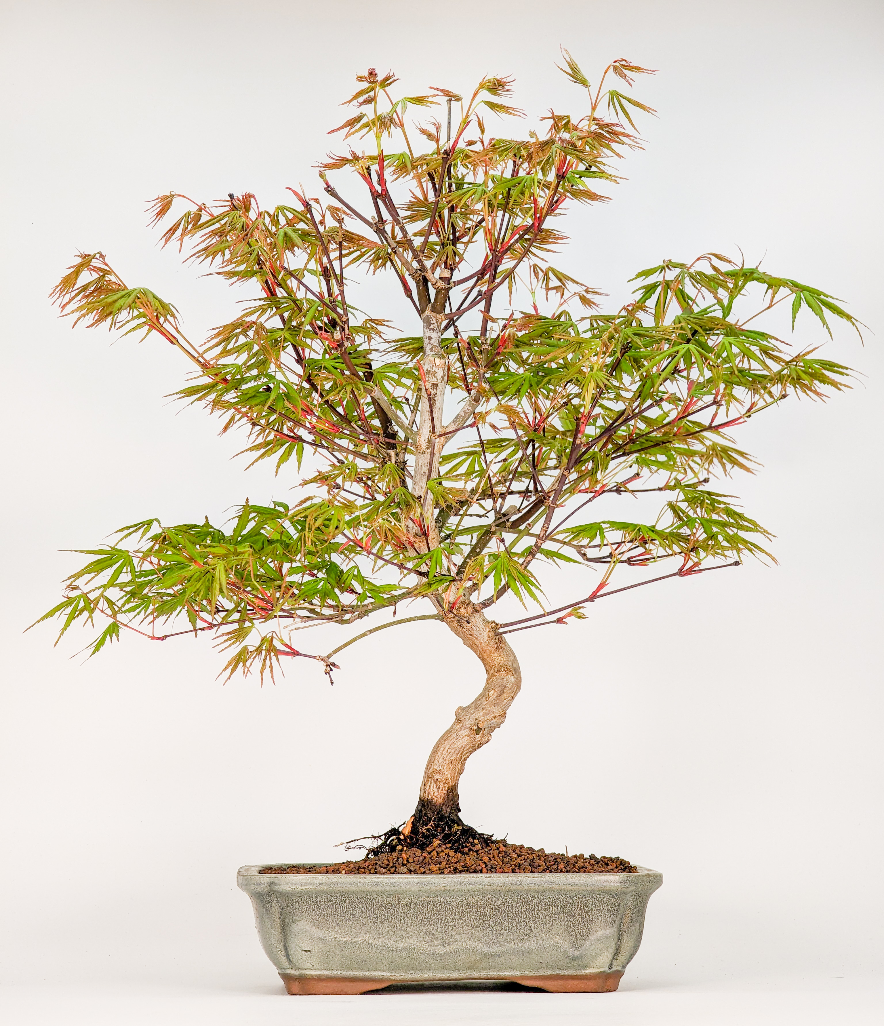 Bonsai 13 Jahre Fächerahorn Acer palmatum atropurpureum 33cm 