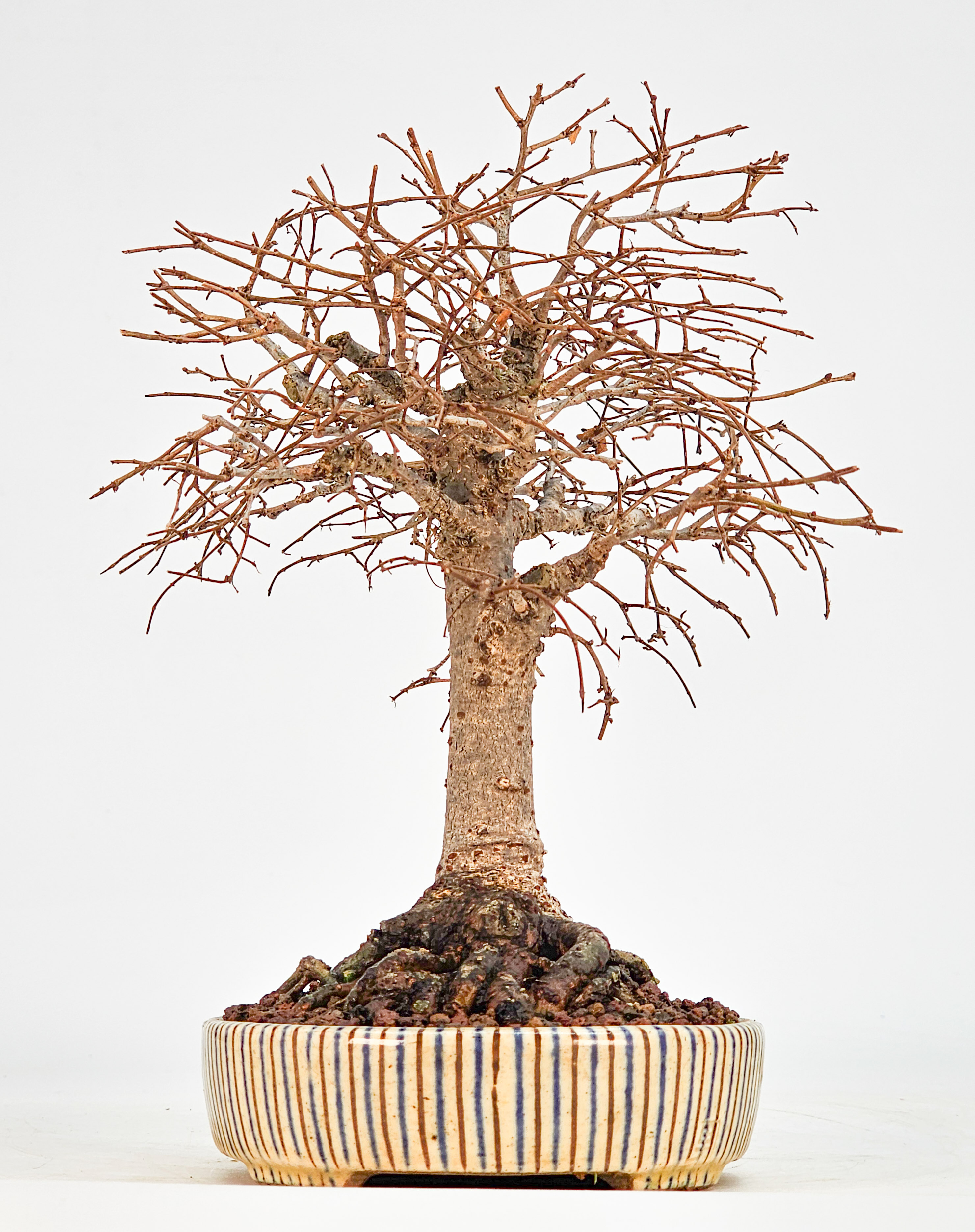 Bonsai Zelkova serrata Shohin 20cm