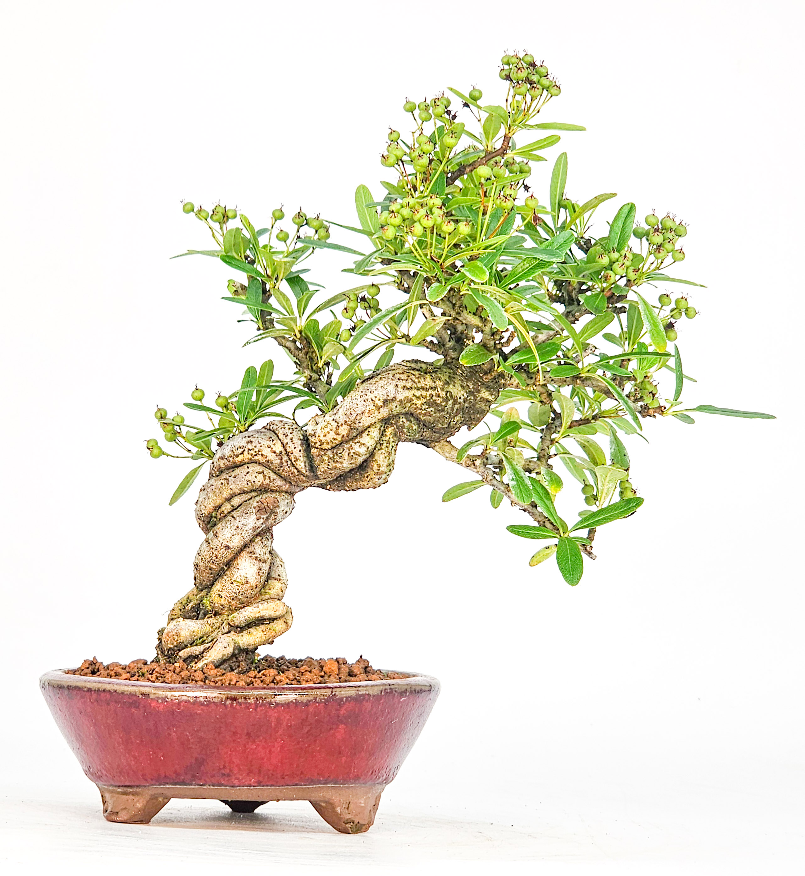 Bonsai Pyracantha - Feuerdorn Shohin 17cm