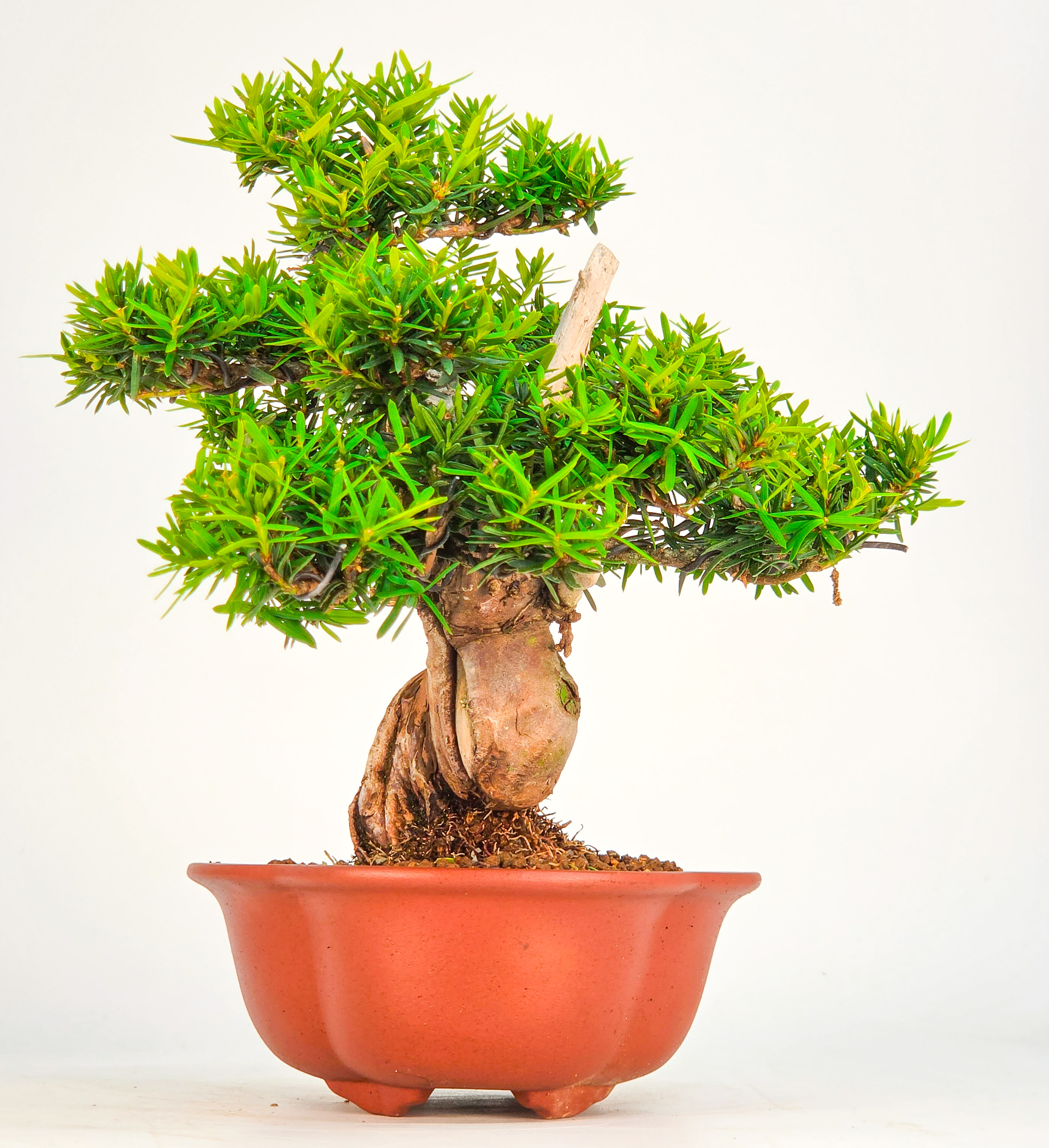 Bonsai Eibe - Taxus Shohin 21cm