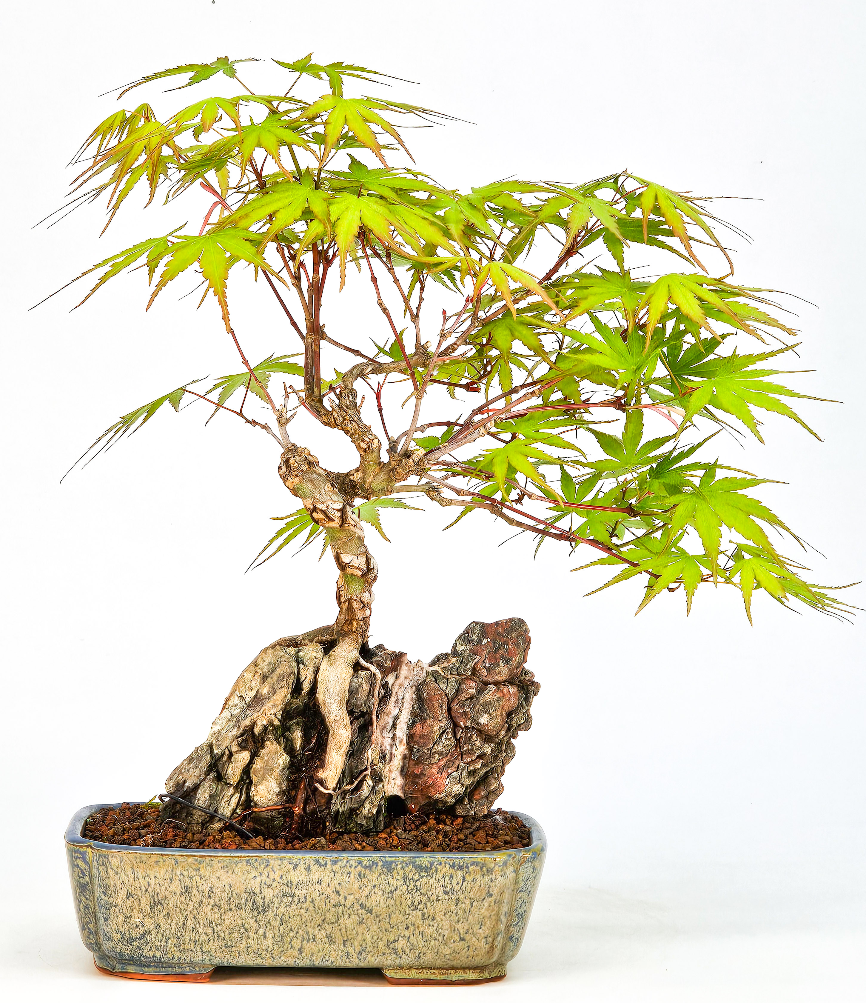 Bonsai Fächerahorn - Acer palmatum Arakawa 23cm  