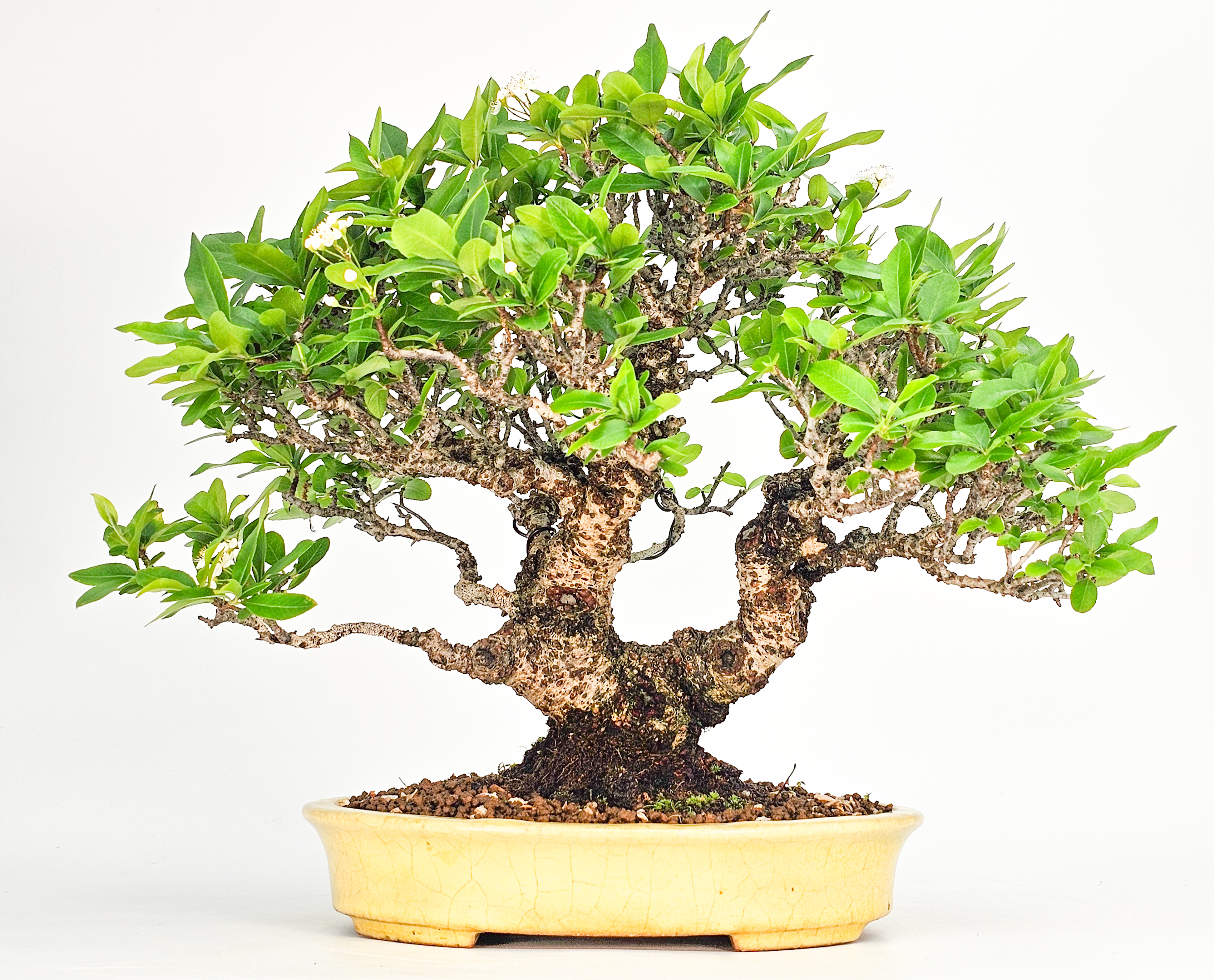 Bonsai Feuerdorn - Pyracantha 23cm