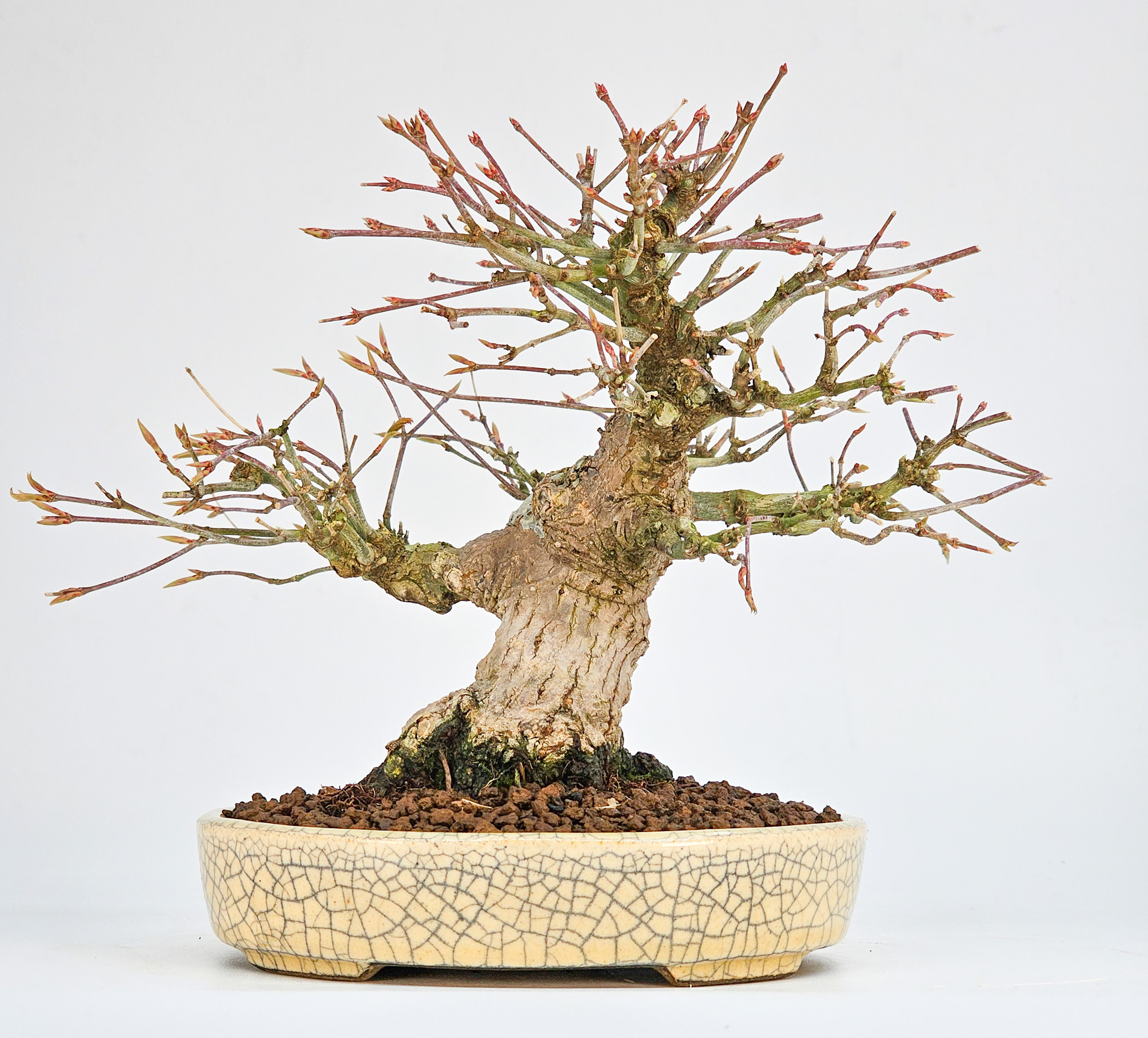Bonsai Fächerahorn - Acer Palmatum Yamamomiji Shohin 16cm