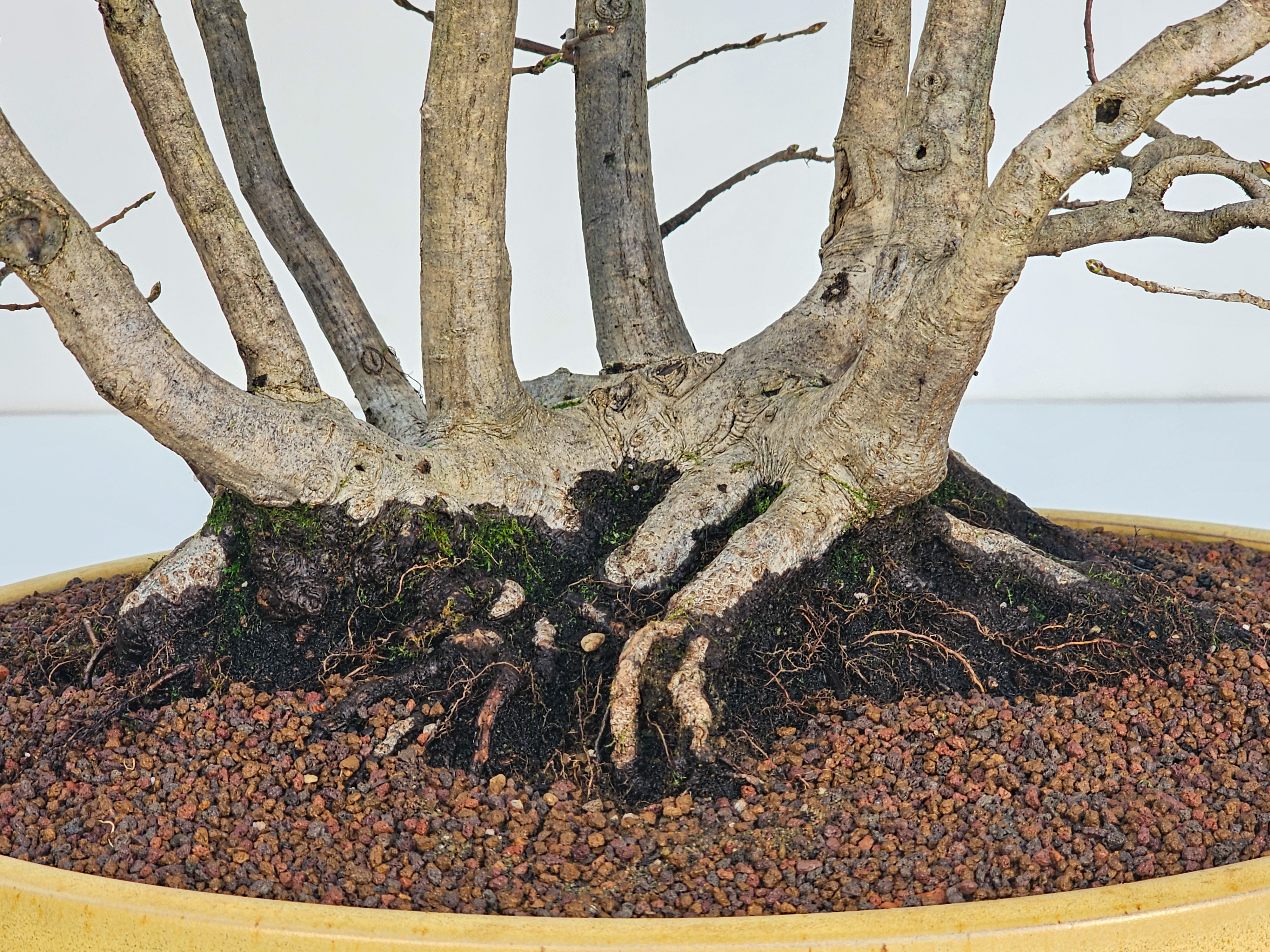 Bonsai Hainbuche - Carpinus betulus Floßform – Ikadabuki 62cm